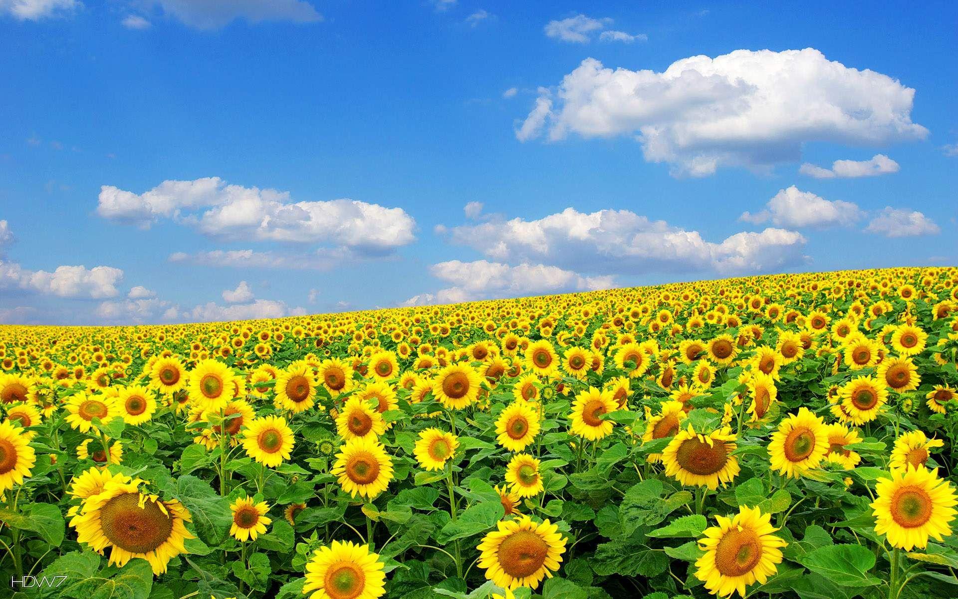 1920x1200 beautiful sunflower field wallpaper. HD wallpaper gallery