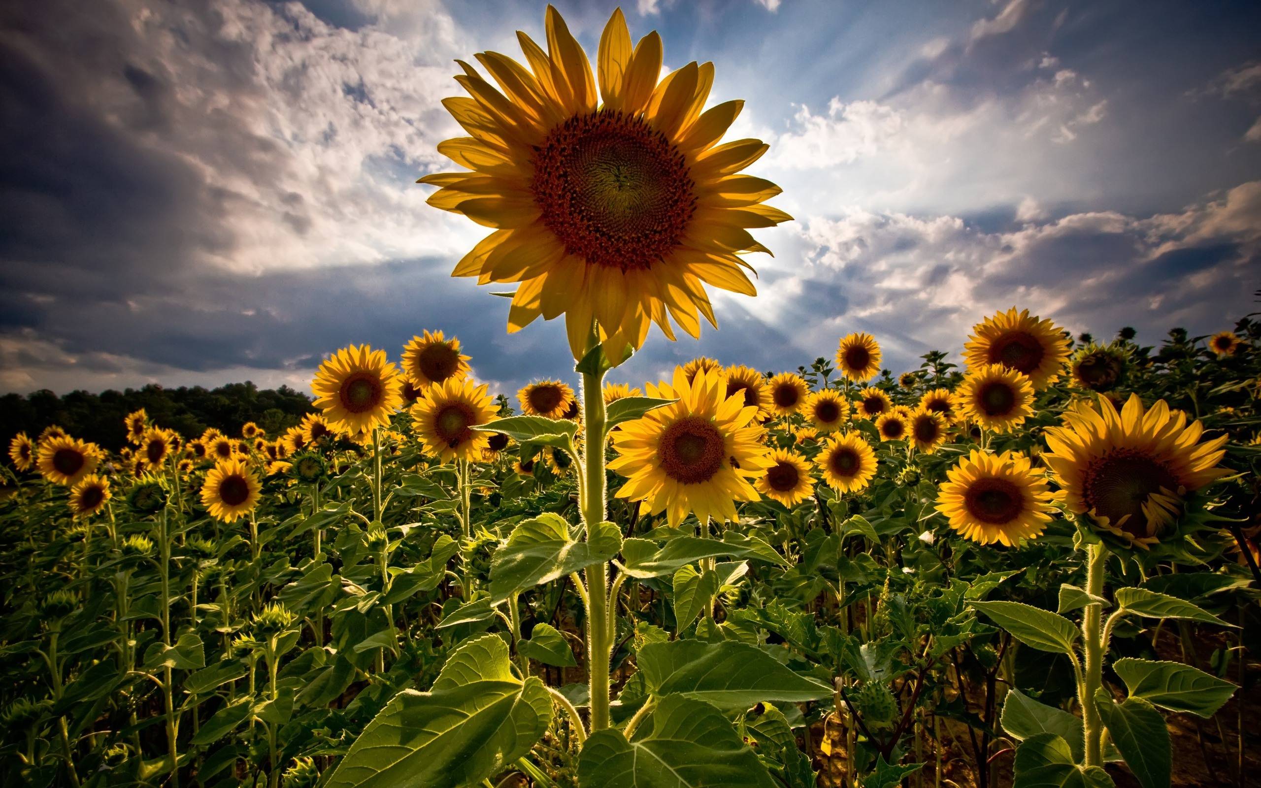 2560x1600 Sunflower Background, Cool HD Wallpaper For Desktop