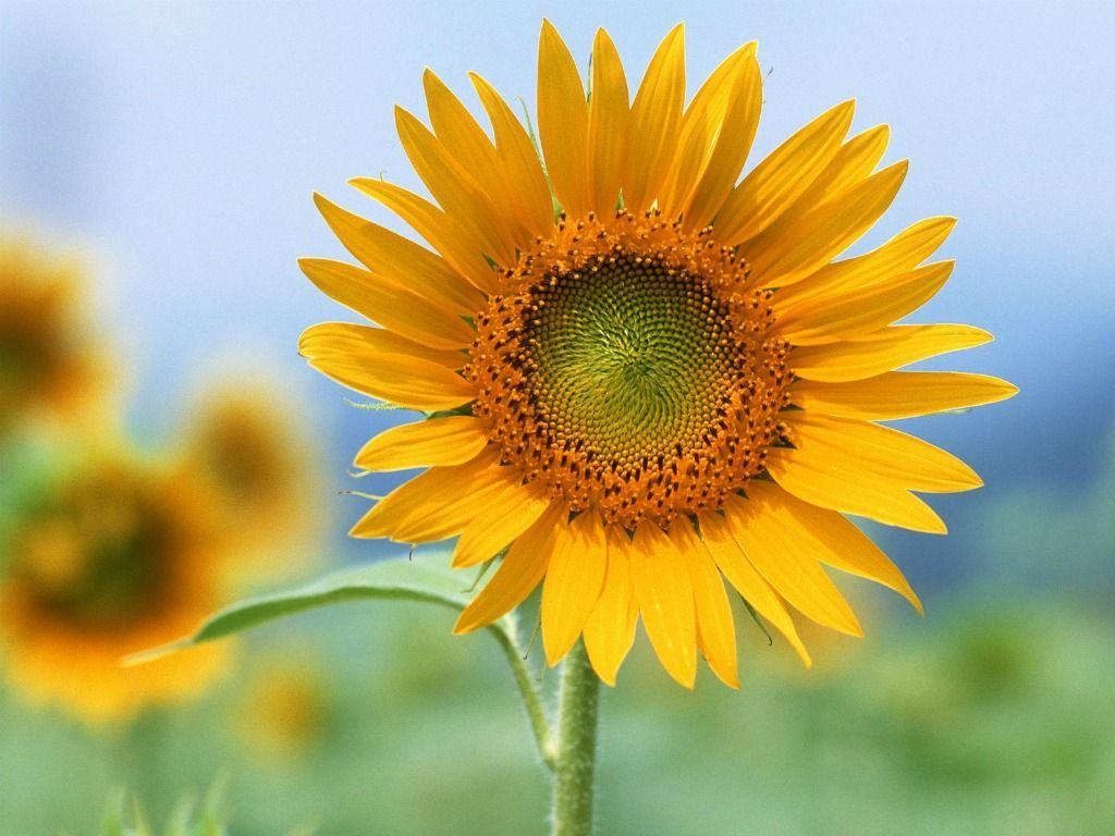 Realistic Sunflower HD Wallpapers - Top Free Realistic Sunflower HD  Backgrounds - WallpaperAccess