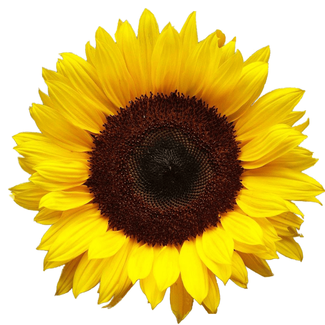 1096x1096 Sunflower PNG image free download