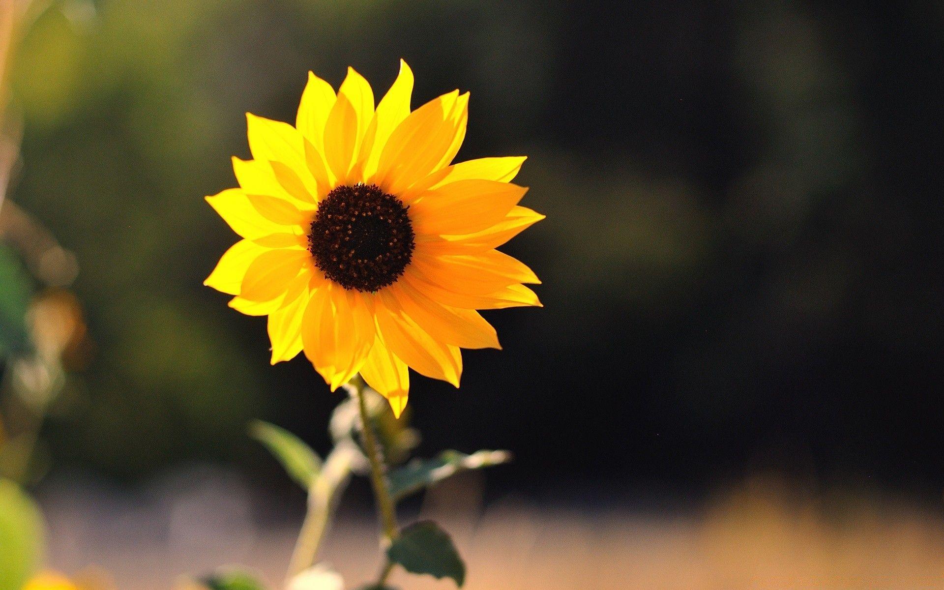 1920x1200 Beautiful Sunflower