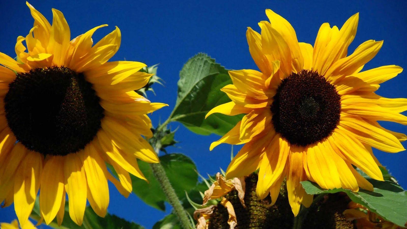 1600x900 Free download wallpaper Beautiful Sunflower Wallpaper 1600x1000