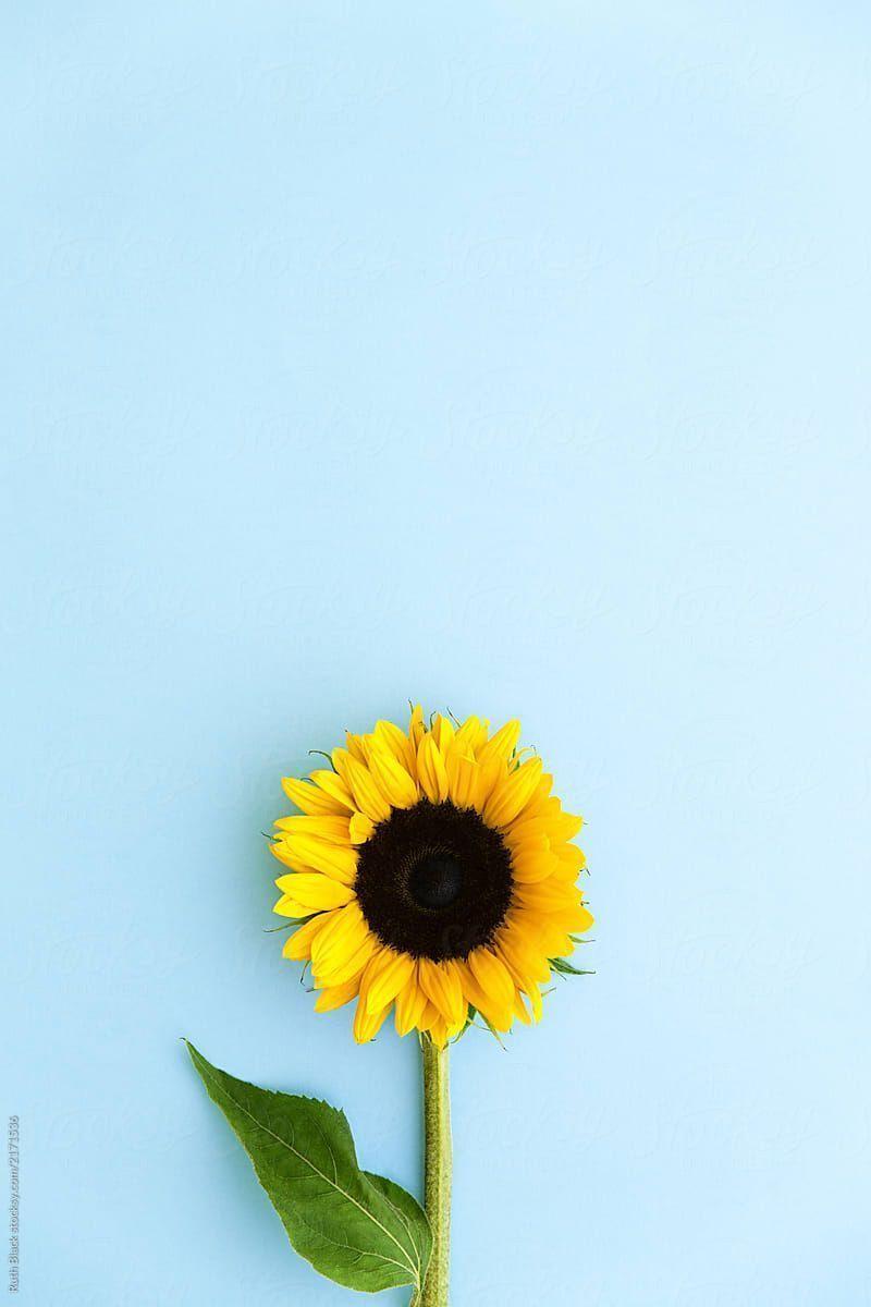 800x1200 Beautiful Sunflower Wallpaper for iPhone. Sunflower iphone