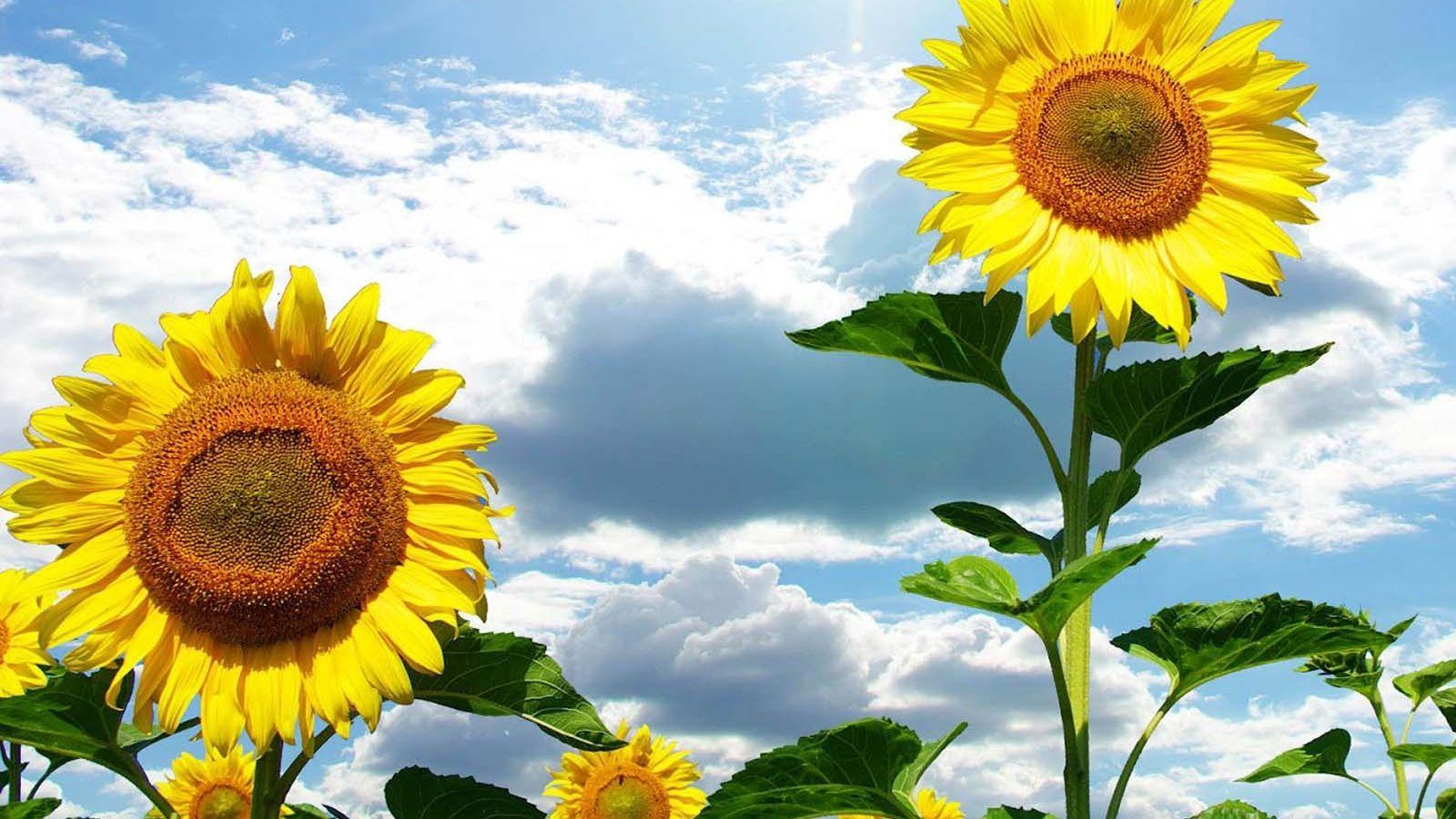 Beautiful Sunflower Wallpapers - Top Free Beautiful Sunflower ...