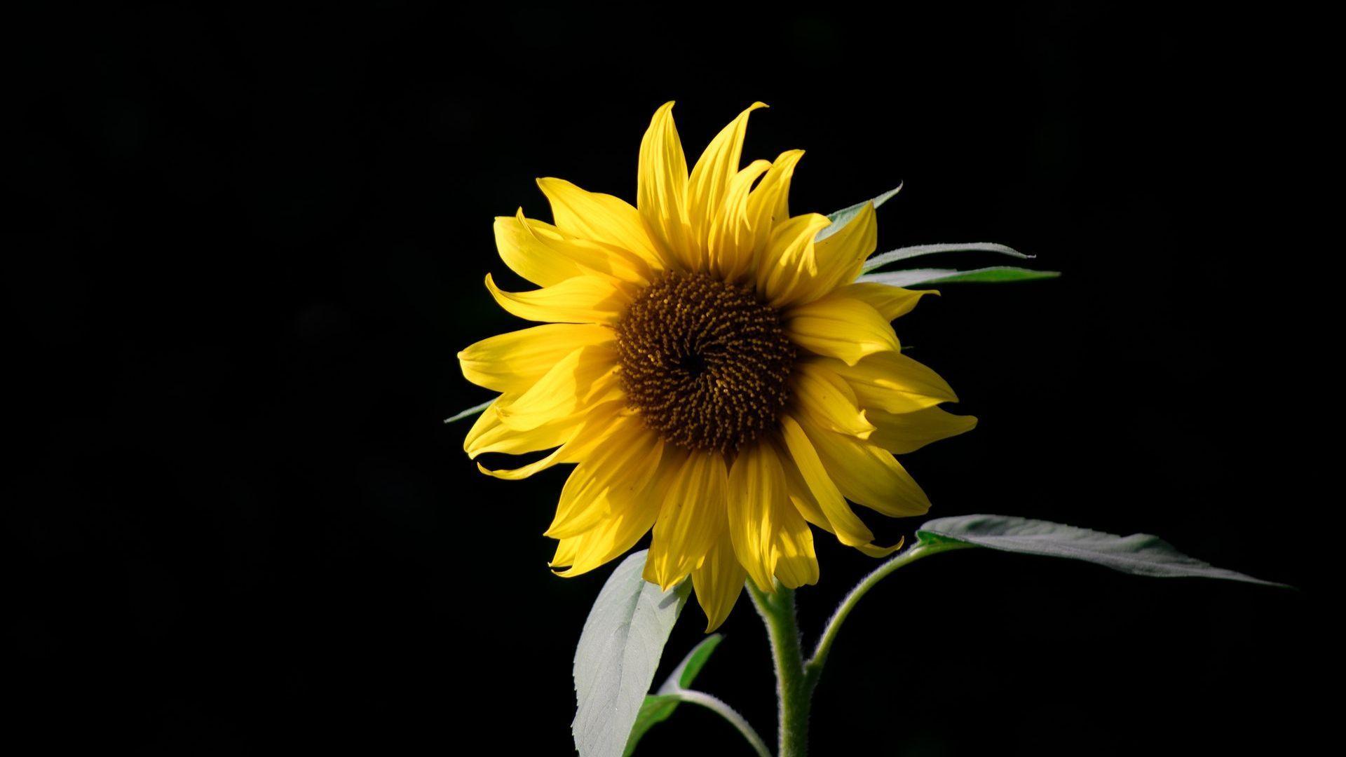 Dark Sunflower Wallpapers - Top Free Dark Sunflower Backgrounds -  WallpaperAccess