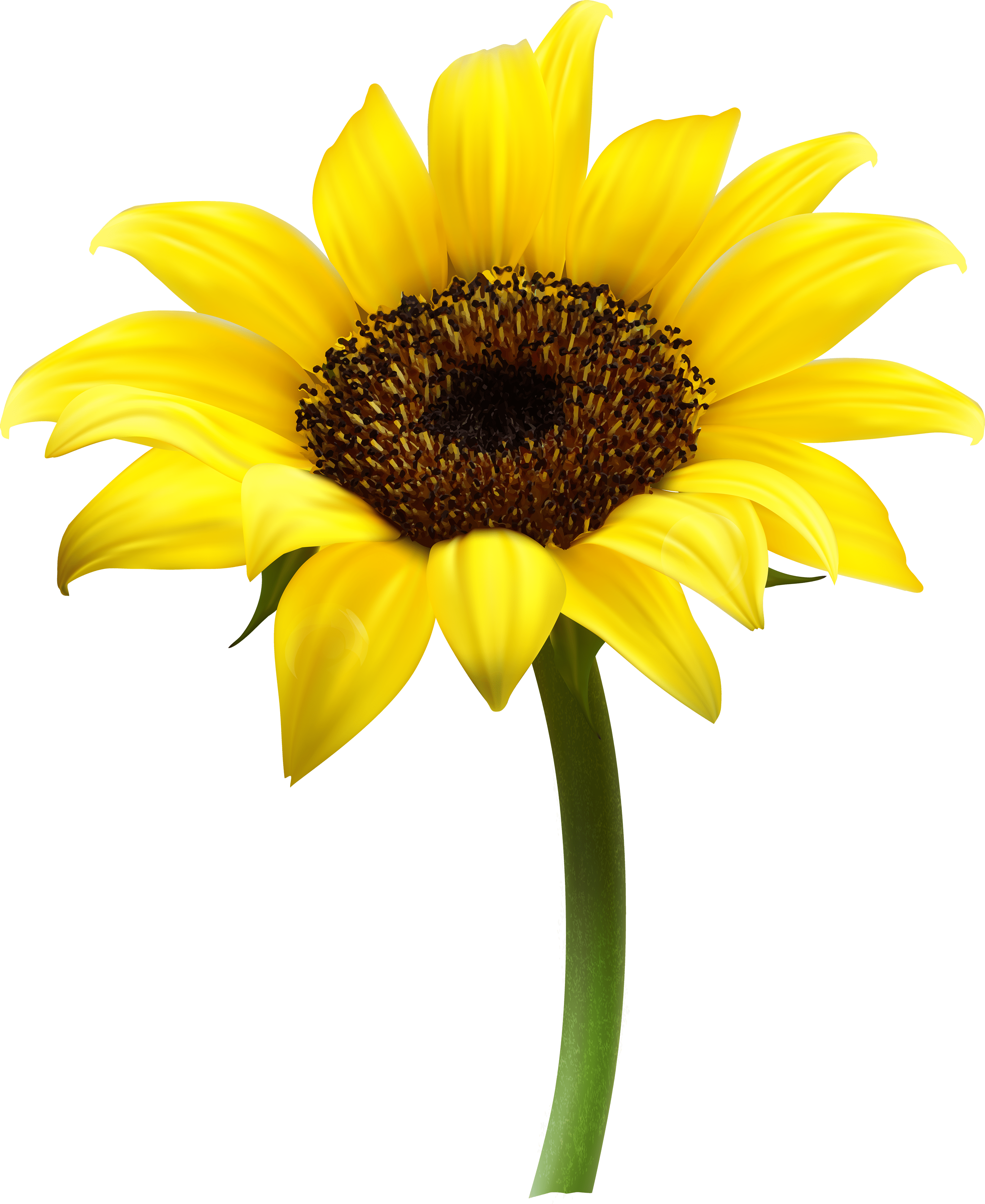 2875x3515 Sunflower PNG image free download