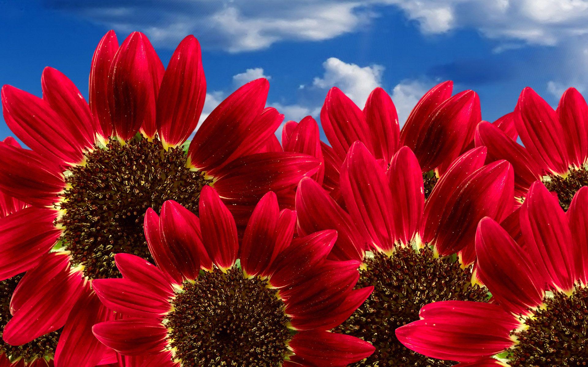 1920x1200 Wallpaper 4k Pure Red Sunflowers Chinese, Pure, Sunflowers