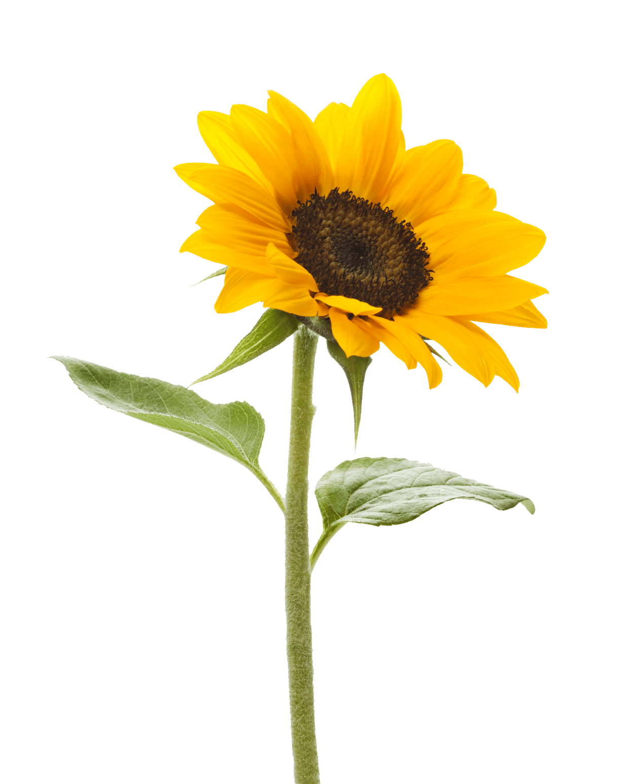 1241x1547 Sunflower, Sunflowers PNG Bouquet Transparent Image Free Download