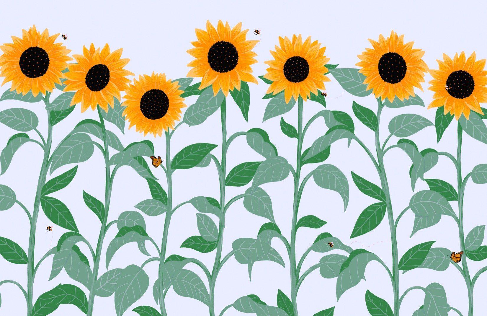 1650x1070 Sunflower and Butterfly Floral Wallpaper Mural