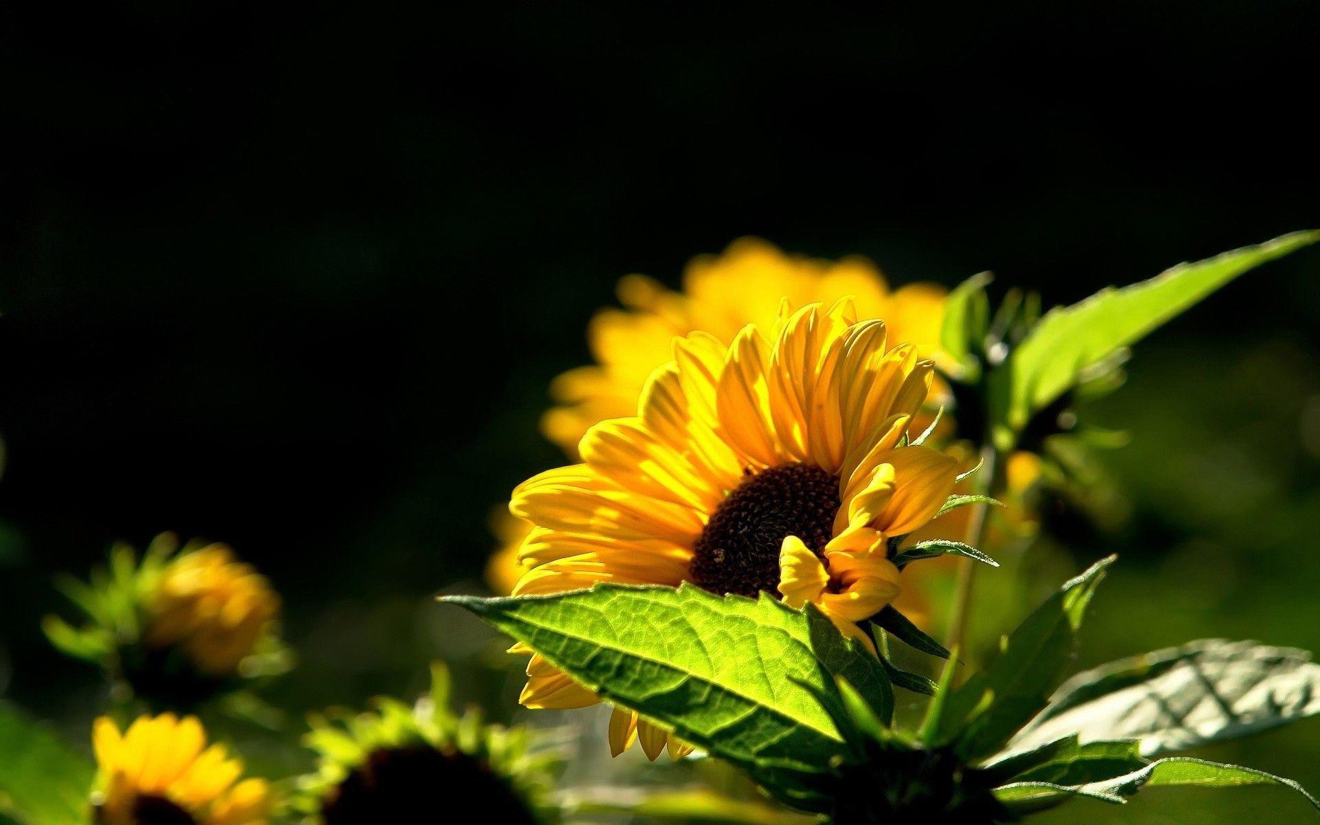 1920x1200 Beautiful Sunflower