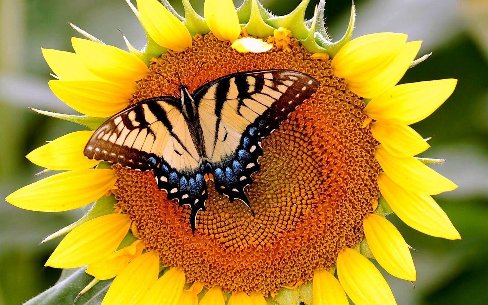 Yellow Flowers and Butterflies Wallpapers - Top Free Yellow Flowers and ...