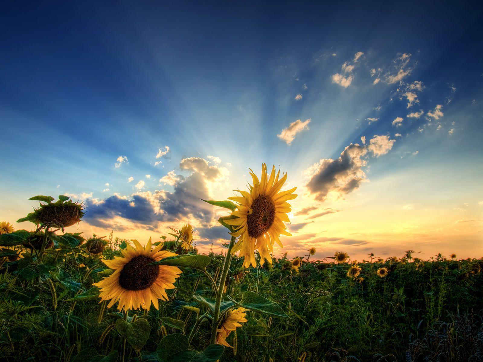 1600x1200 Nature photography : Sunflowers landscape photo unframed poster