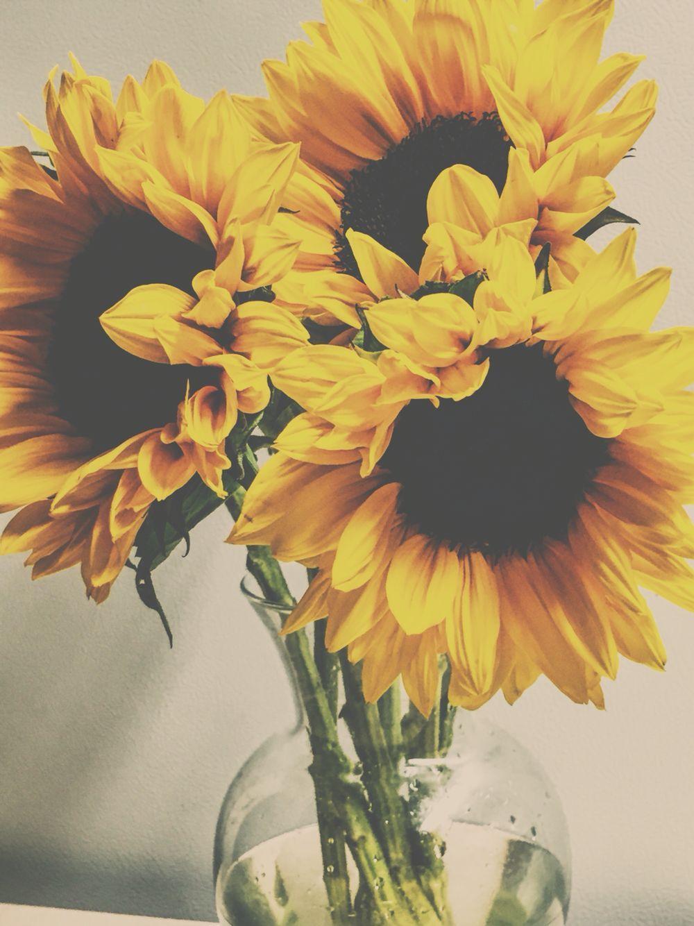 1000x1334 Soft photography. Vintage sunflowers photography. Pretty flowers