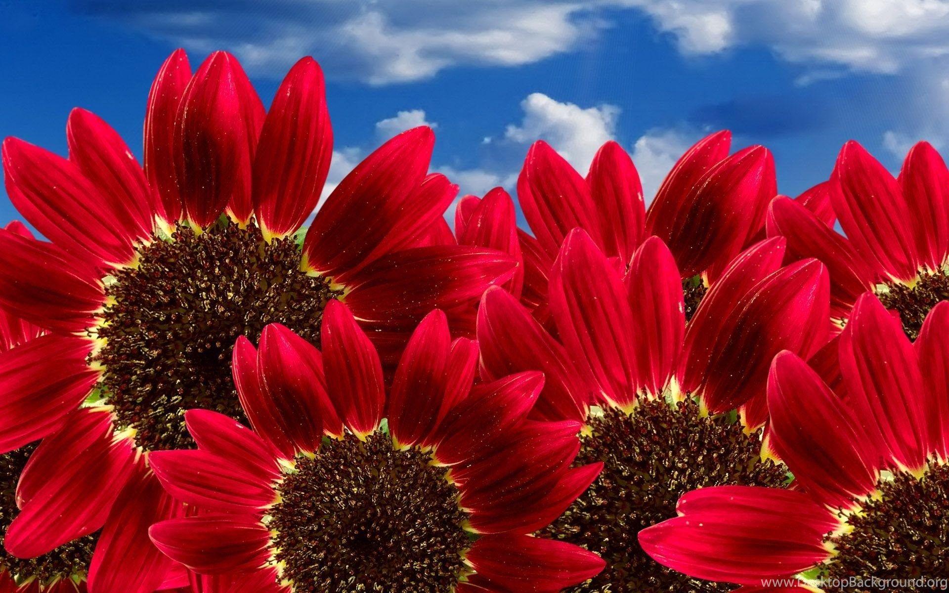 1920x1200 Beautiful Sunflower Nature Wallpaper Desktop Image Background