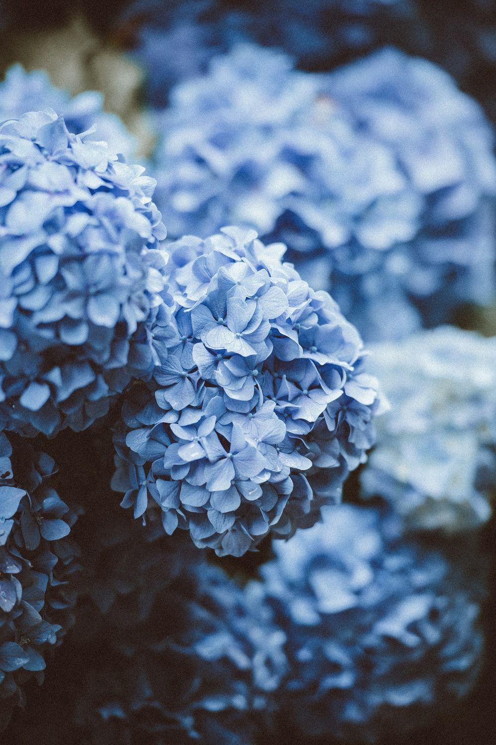 1000x1502 Floral Wallpaper: Free HD Download [HQ]
