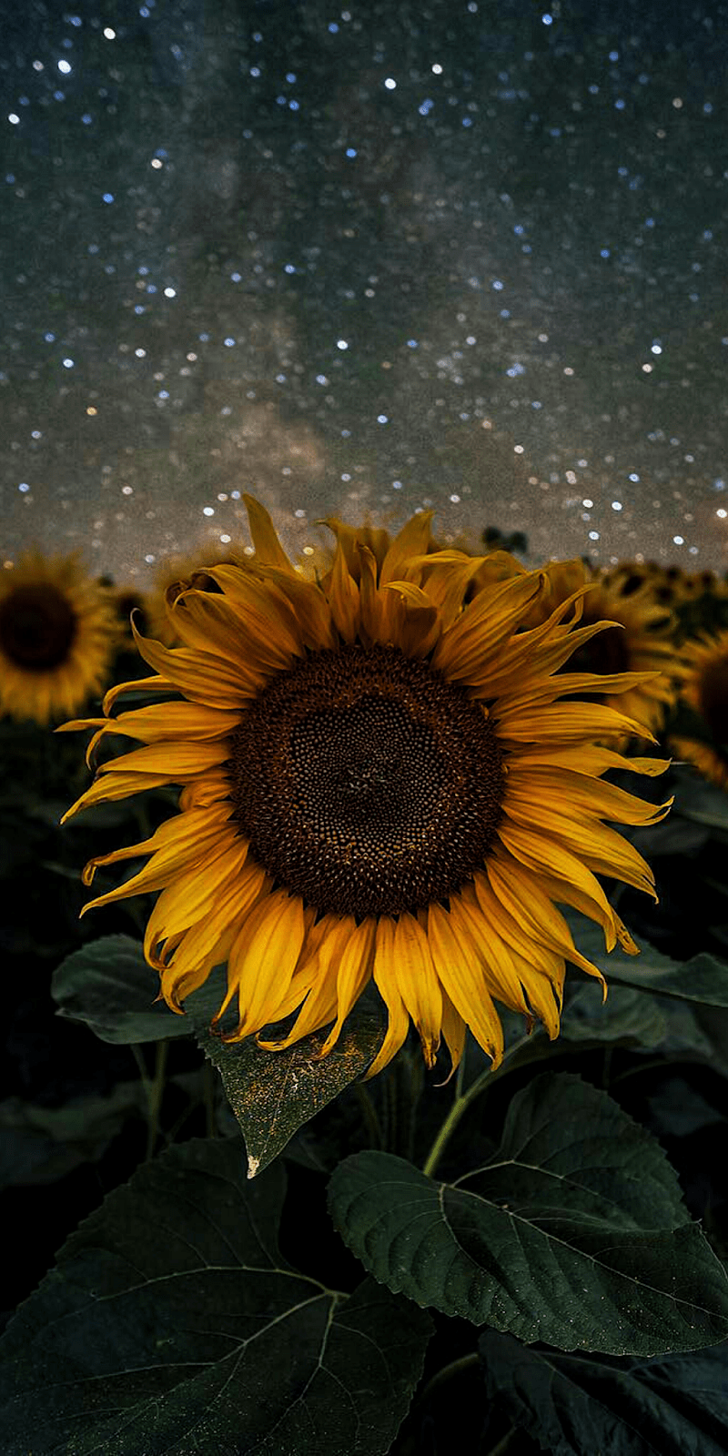 800x1600 Sunflower Wallpaper iPhone Wallpaper