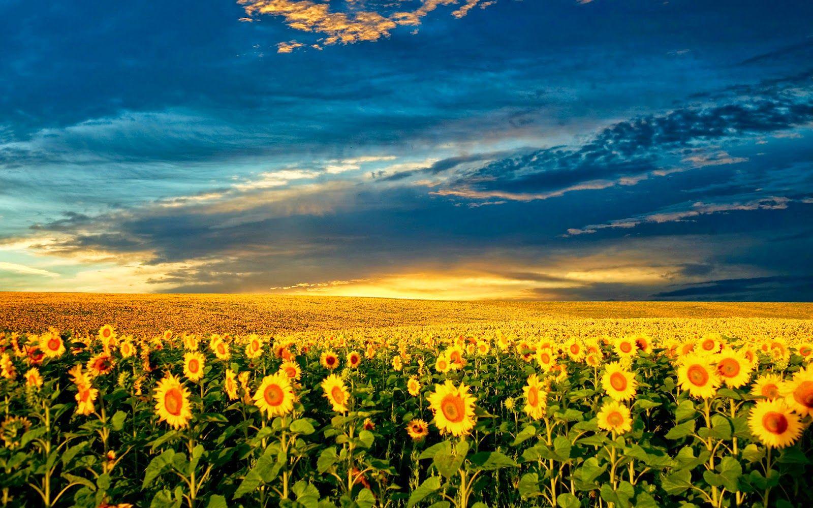 1600x1000 Free Download Wallpaper: Free Download Beautiful Sunflower Field