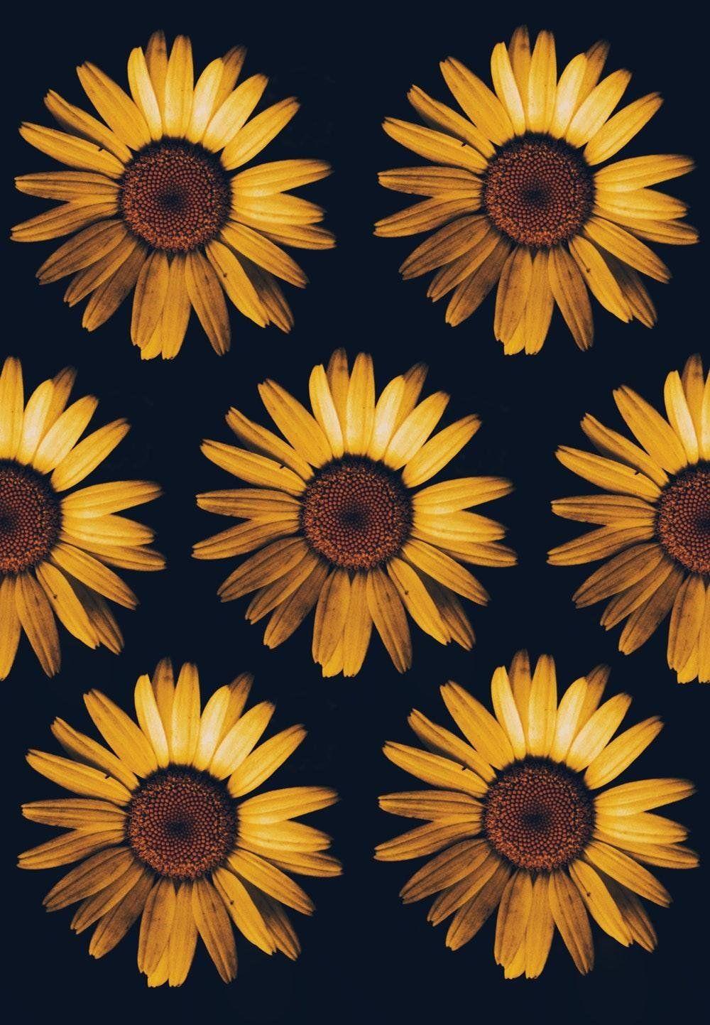 1000x1443 Cartoon Sunflower Phone Wallpaper