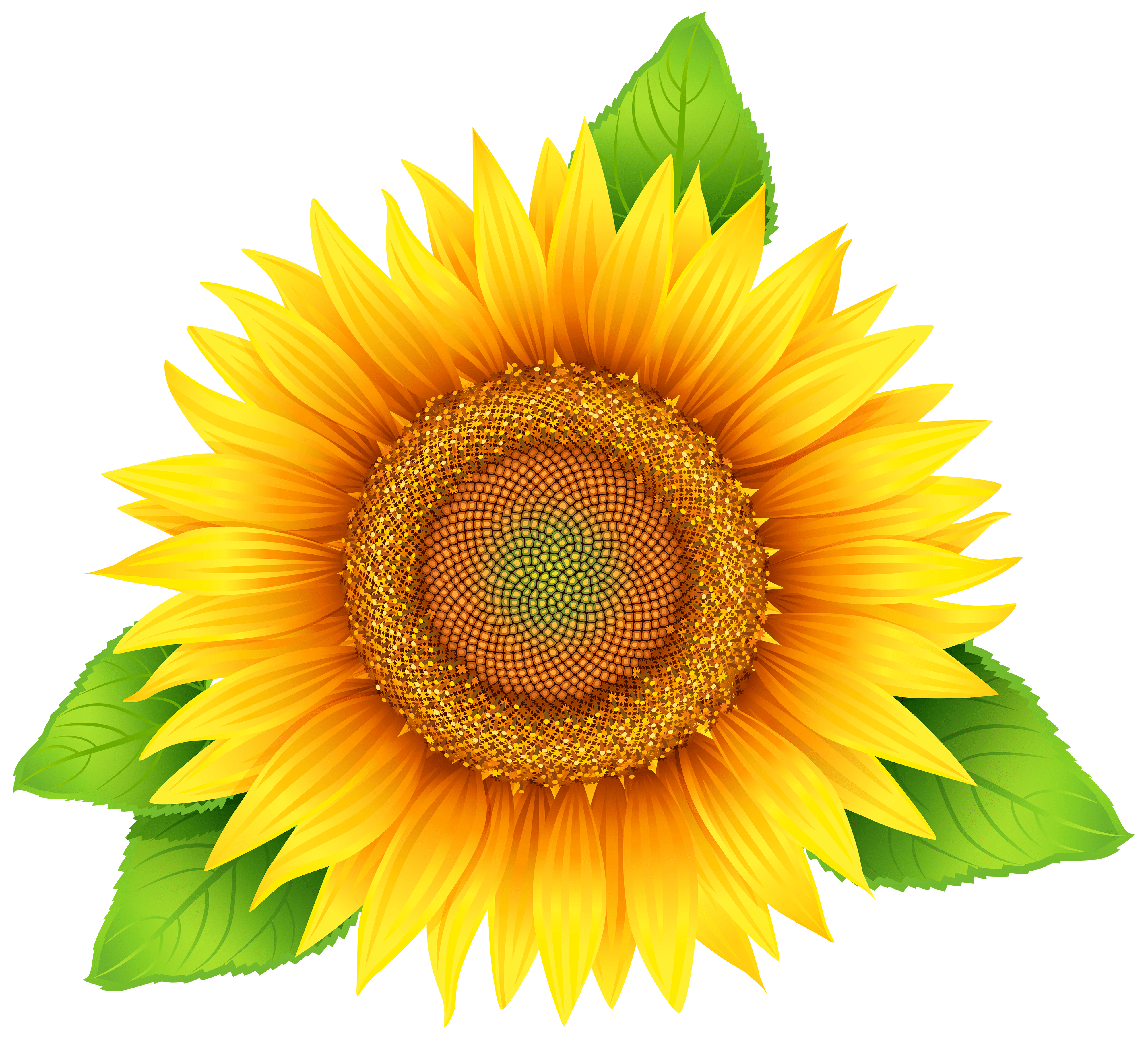4000x3621 Sunflower PNG image free download