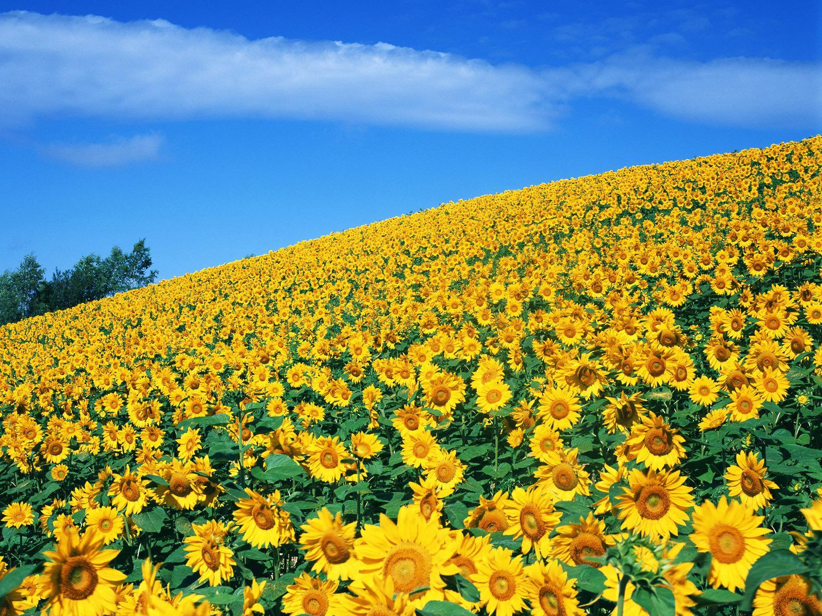 1600x1200 Rising Sun And Sunflowers Wallpaper
