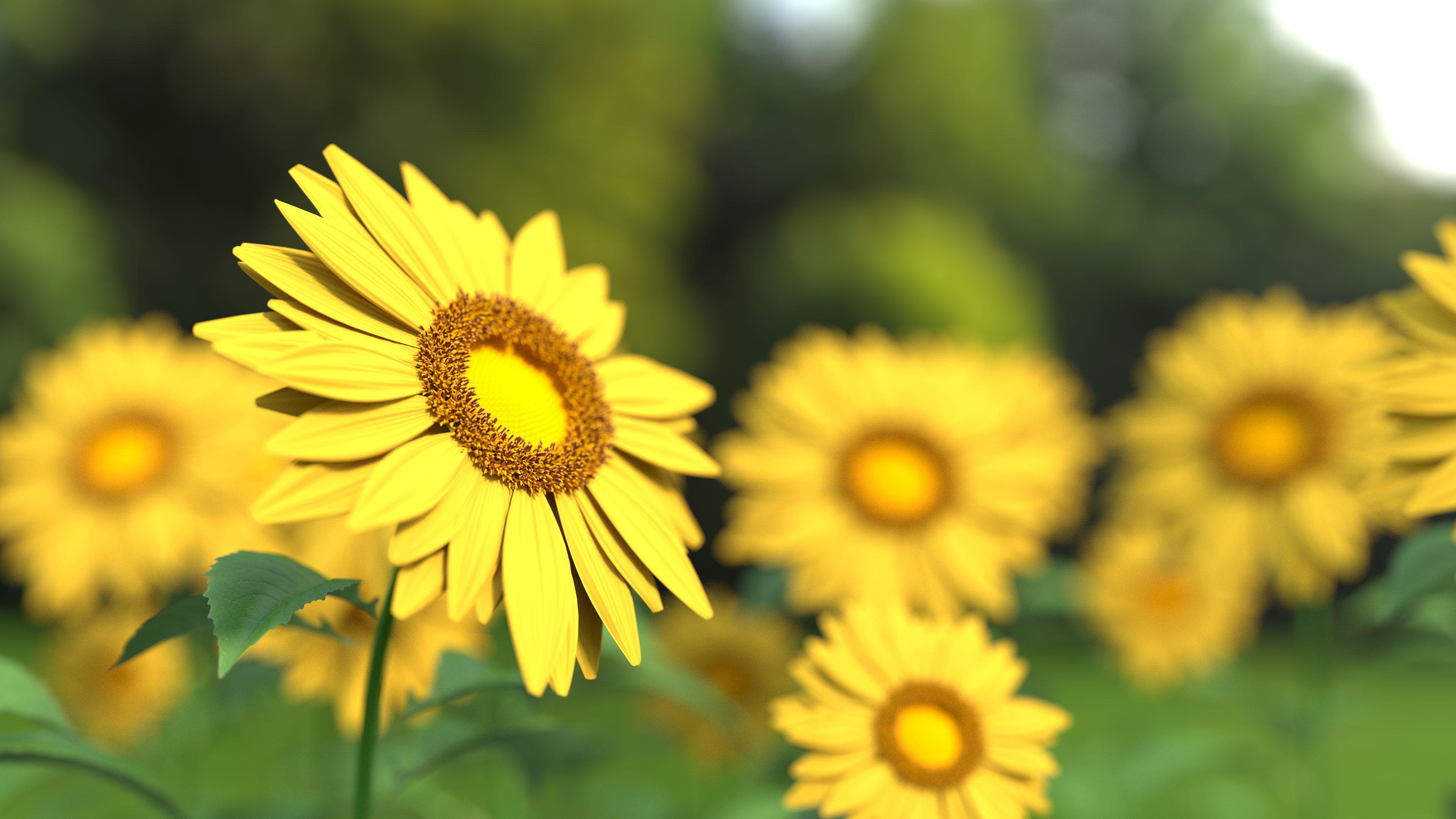 3840x2160 Best Plants HD Wallpaper for Android