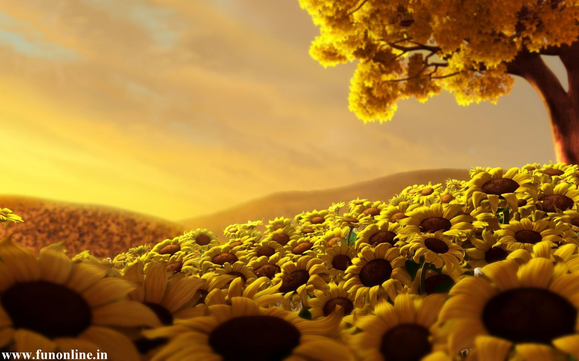 1920x1200 Sunflower Wallpaper Beautiful Sunflowers HD Wallpaper For Free