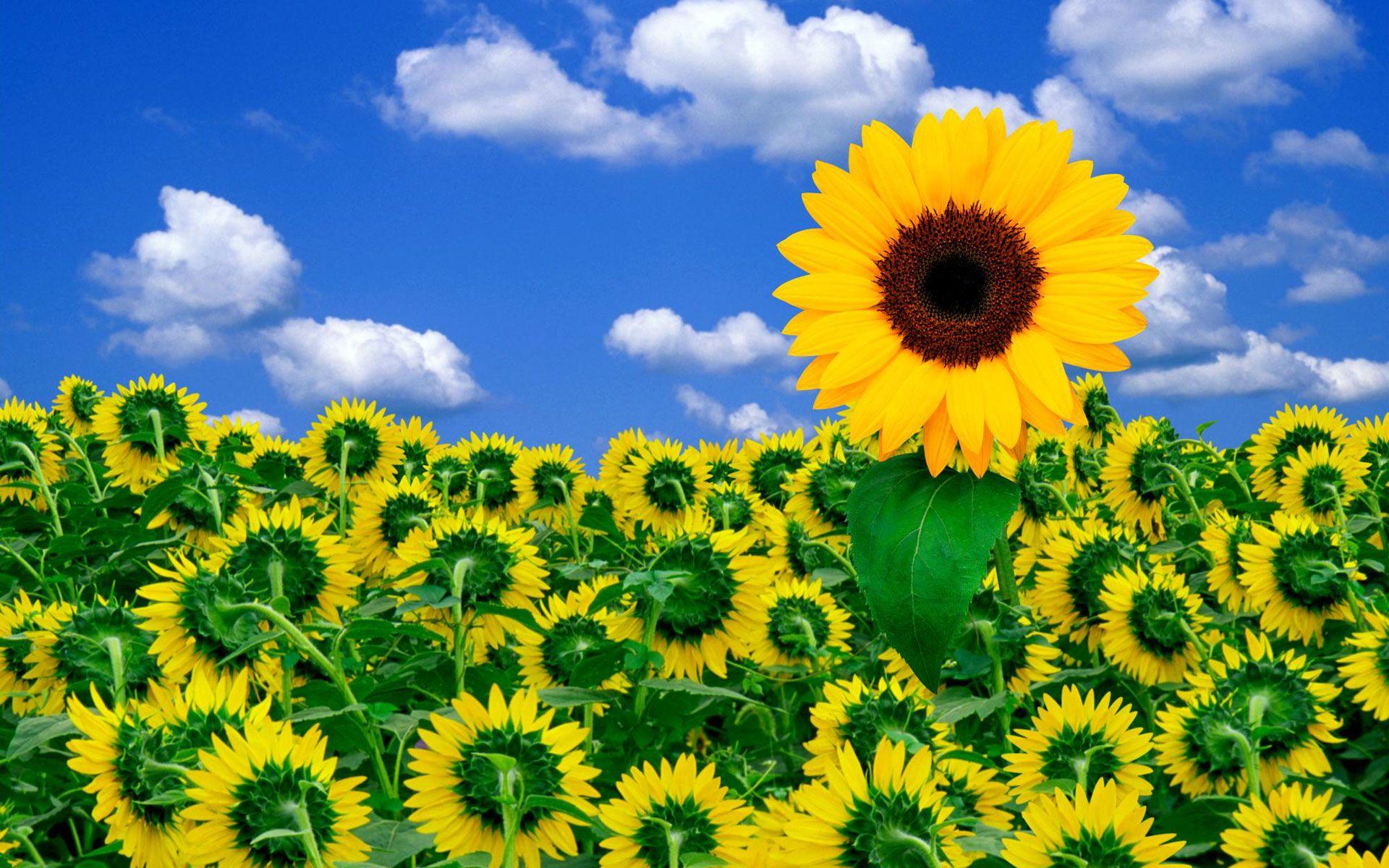 1920x1200 Beautiful Sunflower Picture