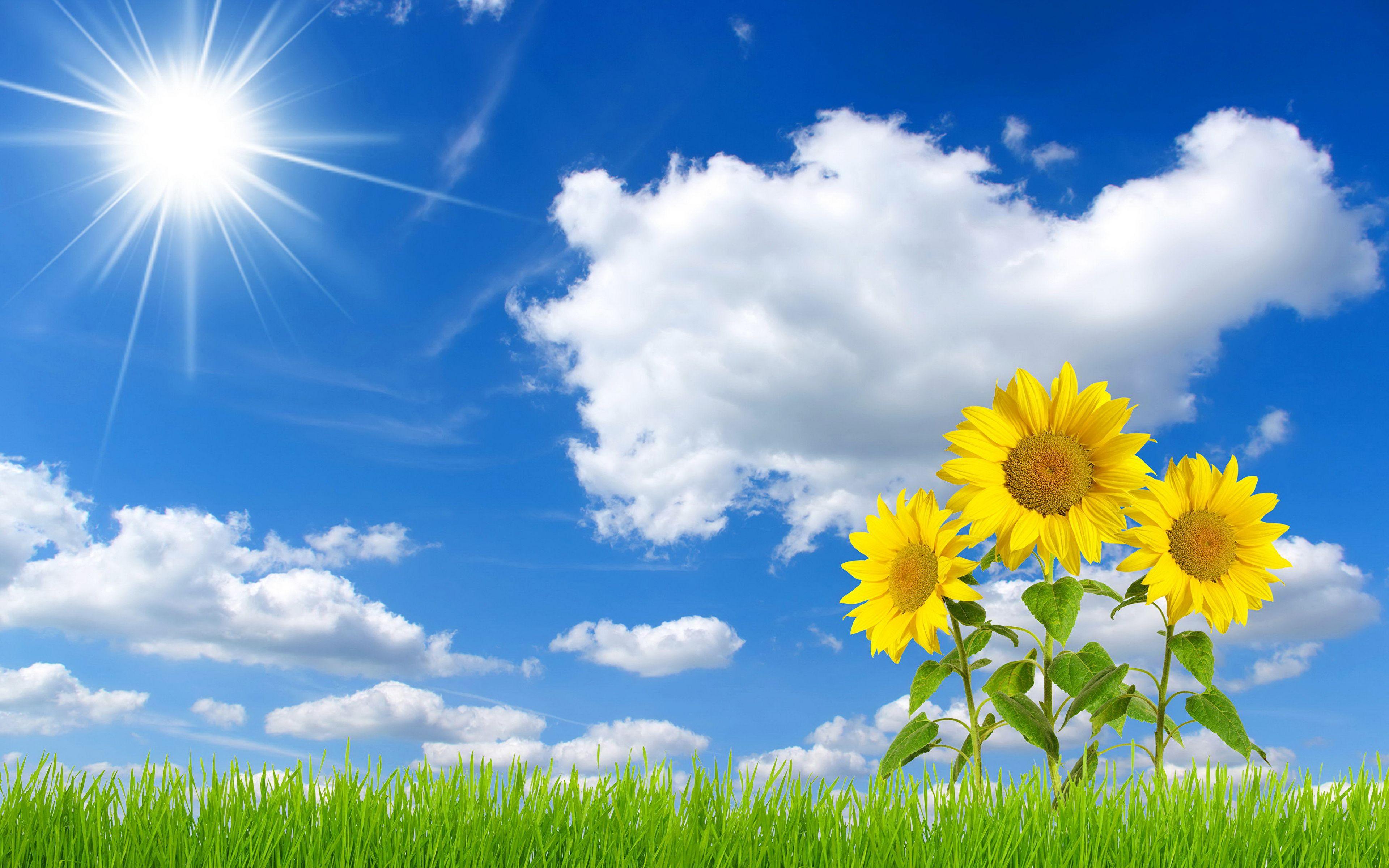 3840x2400 Beautiful Sunflower Nature Wallpaper Desktop Background