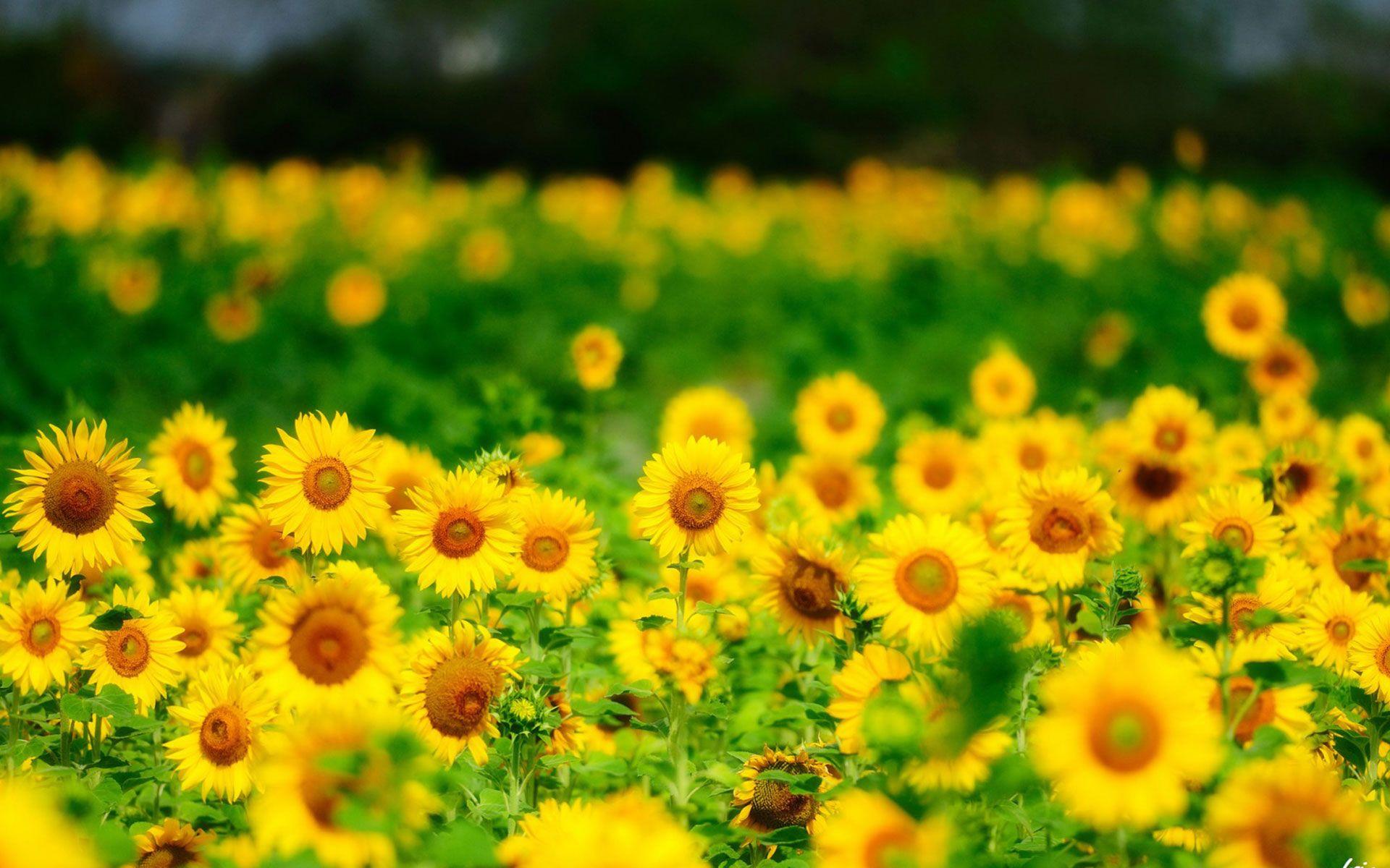 1920x1200 Beautiful Sunflower Wallpaper 2