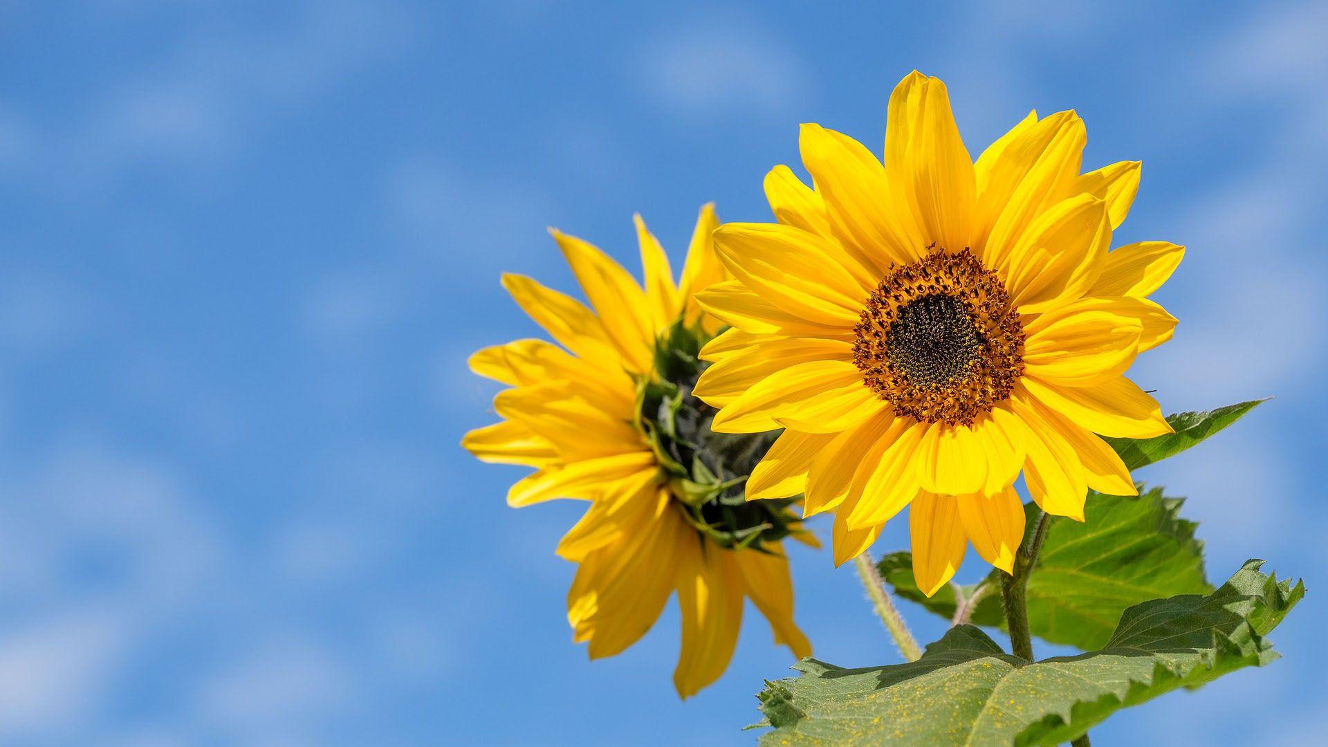 1920x1080 Beautiful Sunflower Wallpaper 50180