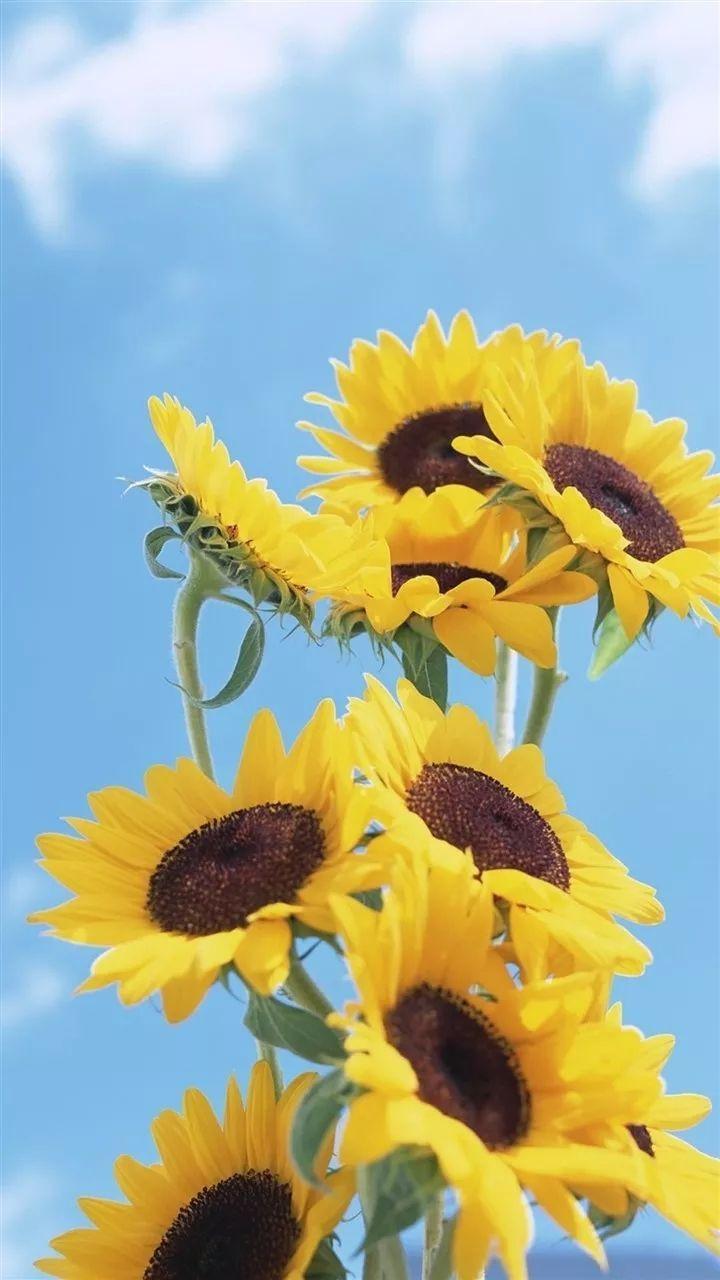 720x1280 Beautiful blooming sunflower wallpaper for Android and iPhone