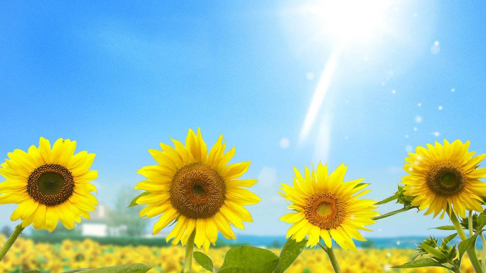 Beautiful Sunflower Wallpapers - Top Free Beautiful Sunflower ...