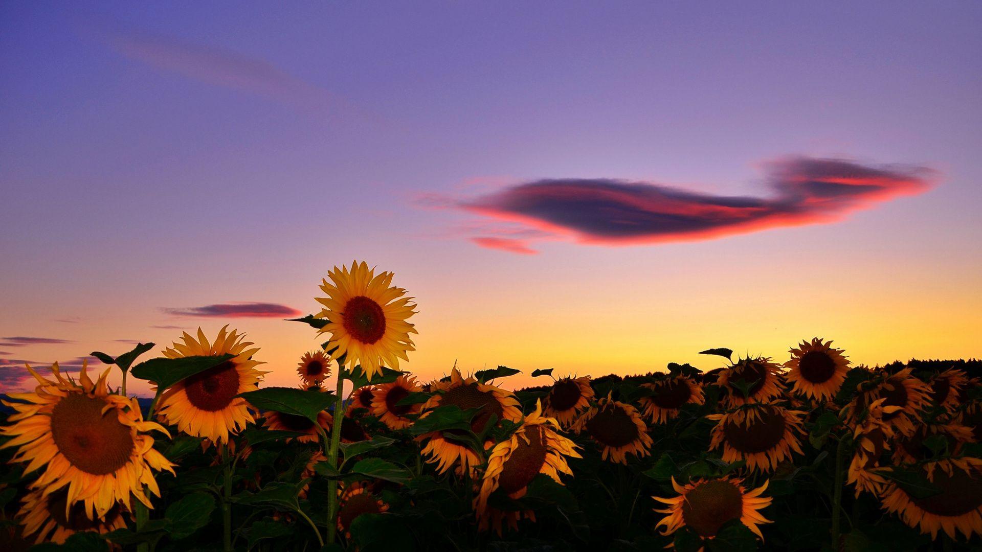 1920x1080 Sunflower, Flower, Sunflowers, Morning, Plant Wallpaper