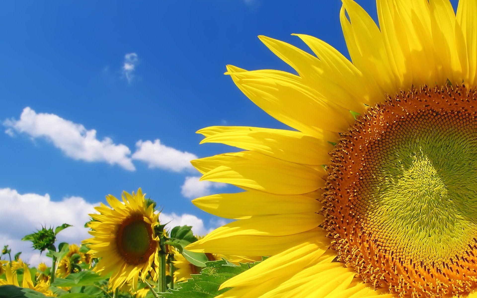 1920x1200 Sunflower HD Wallpaper and Background Image