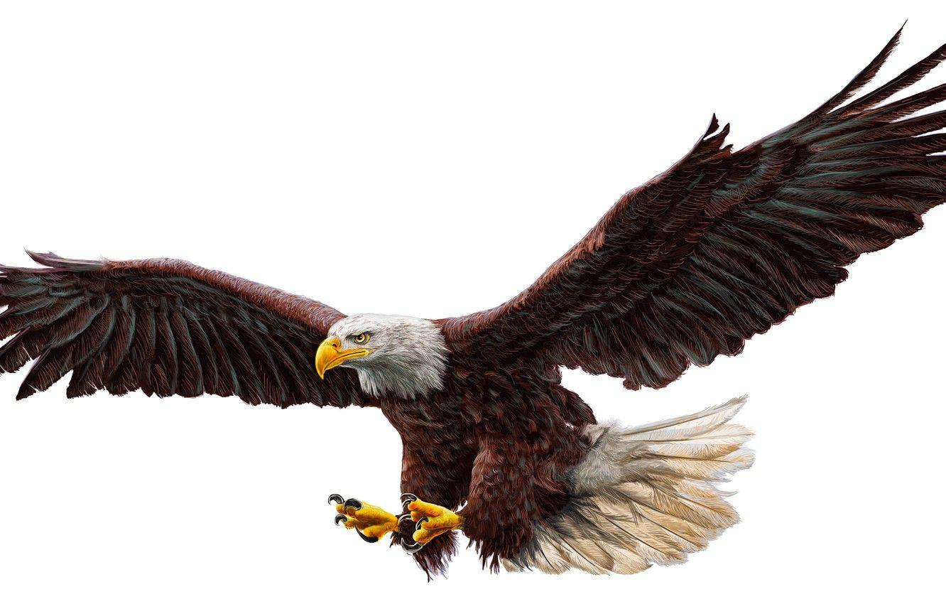 Eagle Art Wallpapers - Top Free Eagle Art Backgrounds - WallpaperAccess