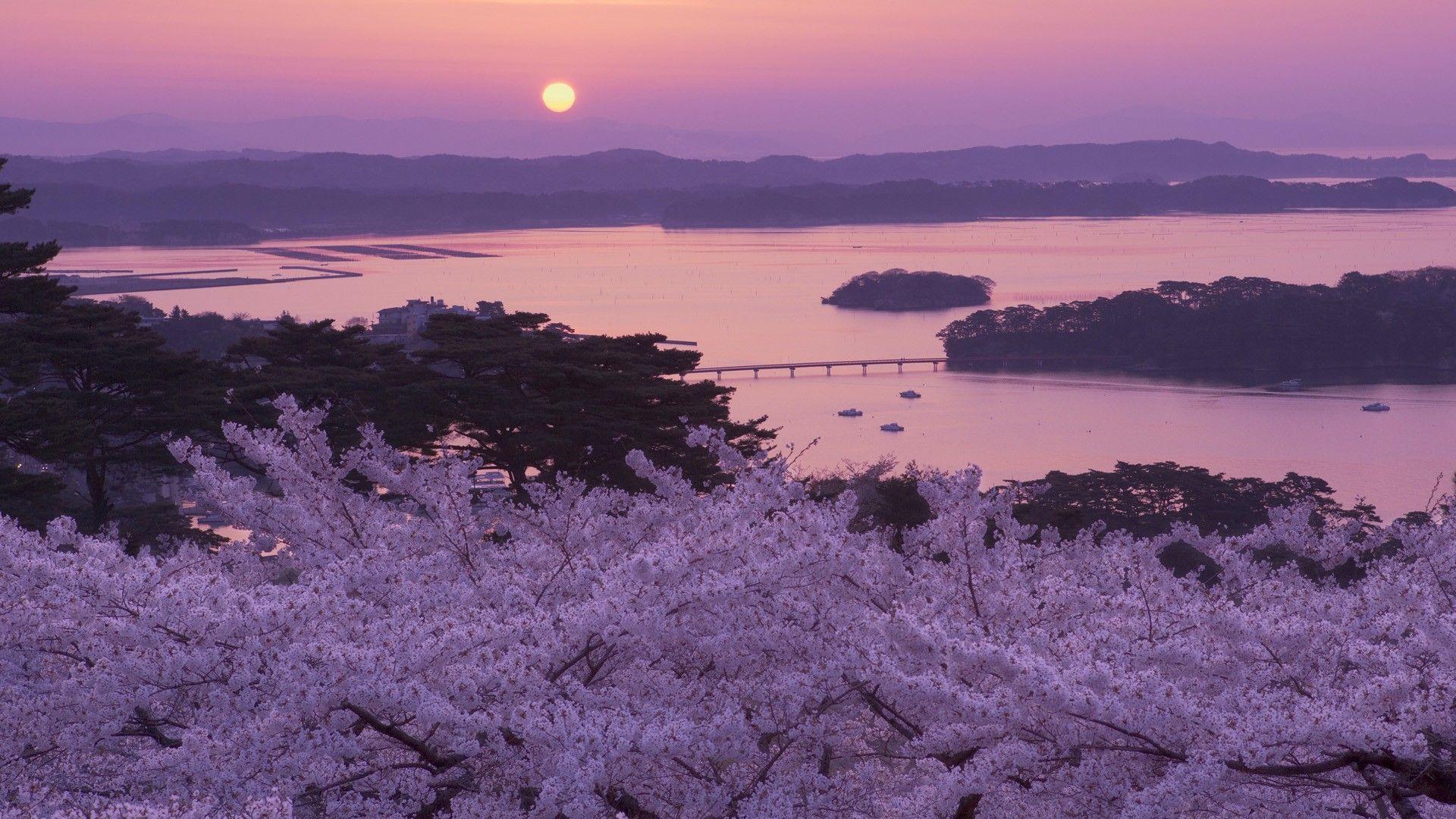 1920x1080 Japanese Cherry Blossom Wallpaper Image. Japanese