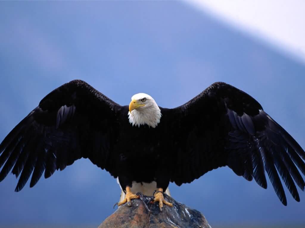 1024x768 Douce Art 2: Eagle Desktop Wallpaper
