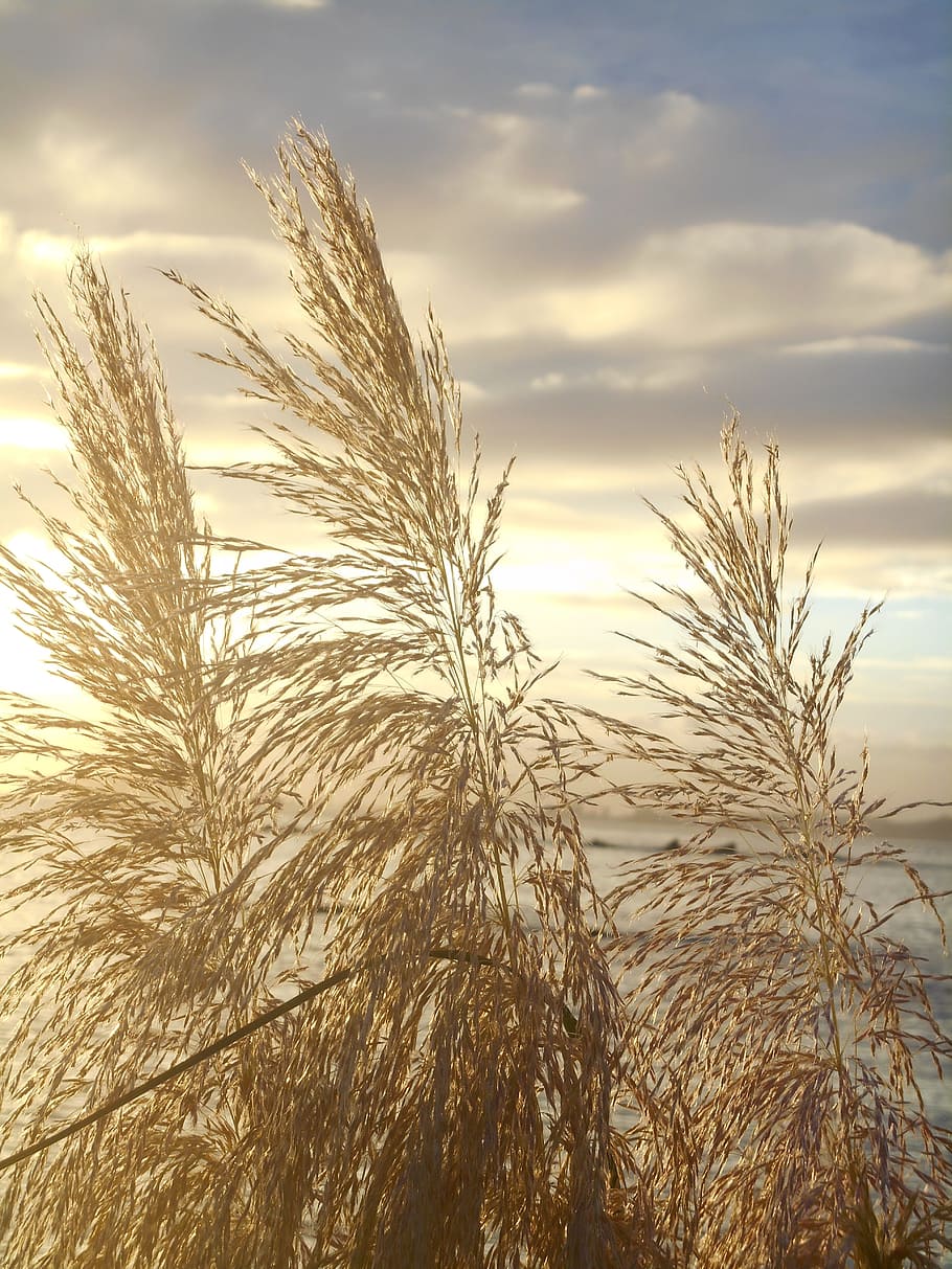 910x1213 HD wallpaper: Japanese, Silver, Grass, Sunset, Dusk, japanese