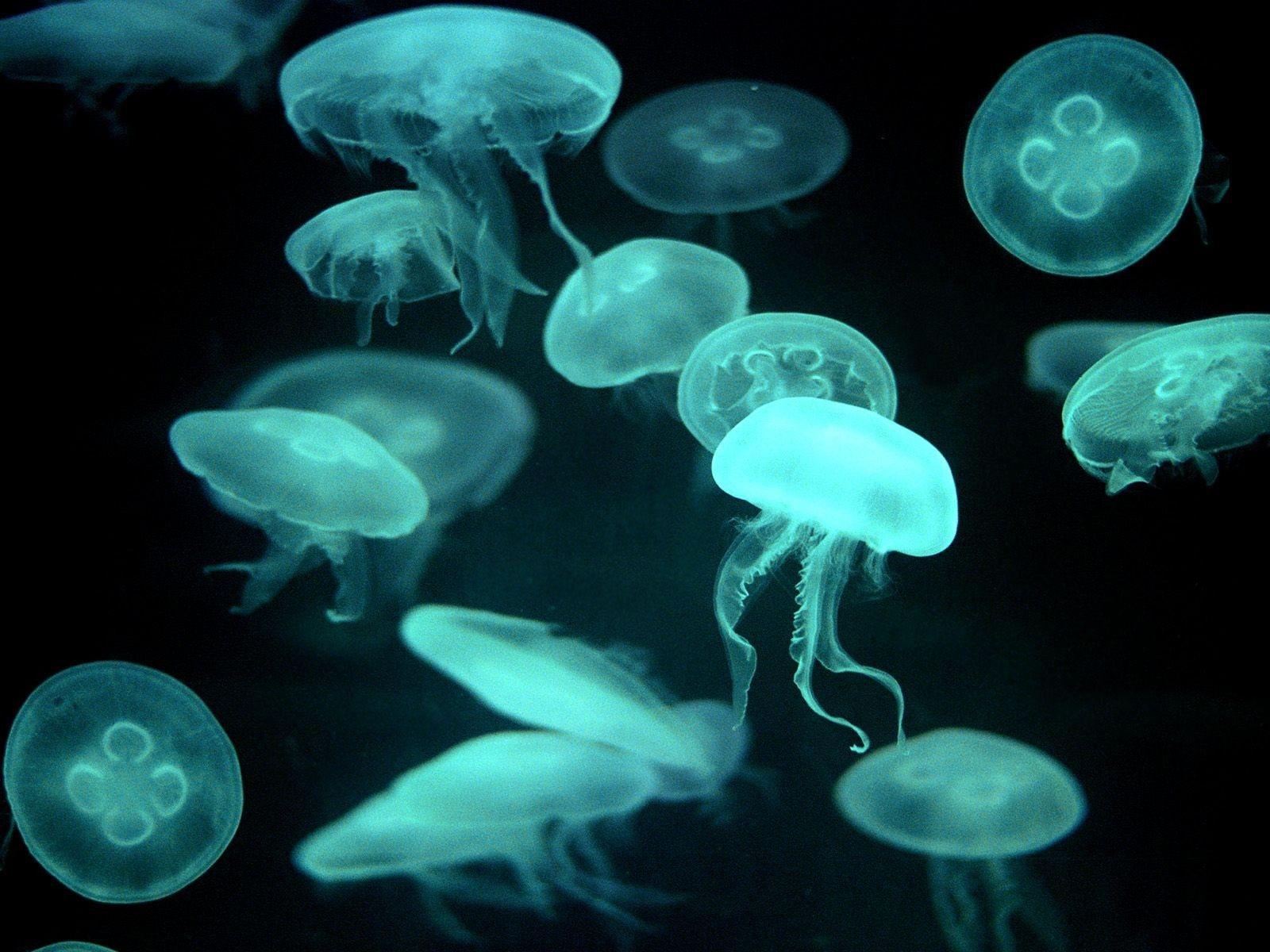 1600x1200 Marine Life Wallpaper Selection (2) Wallpaper