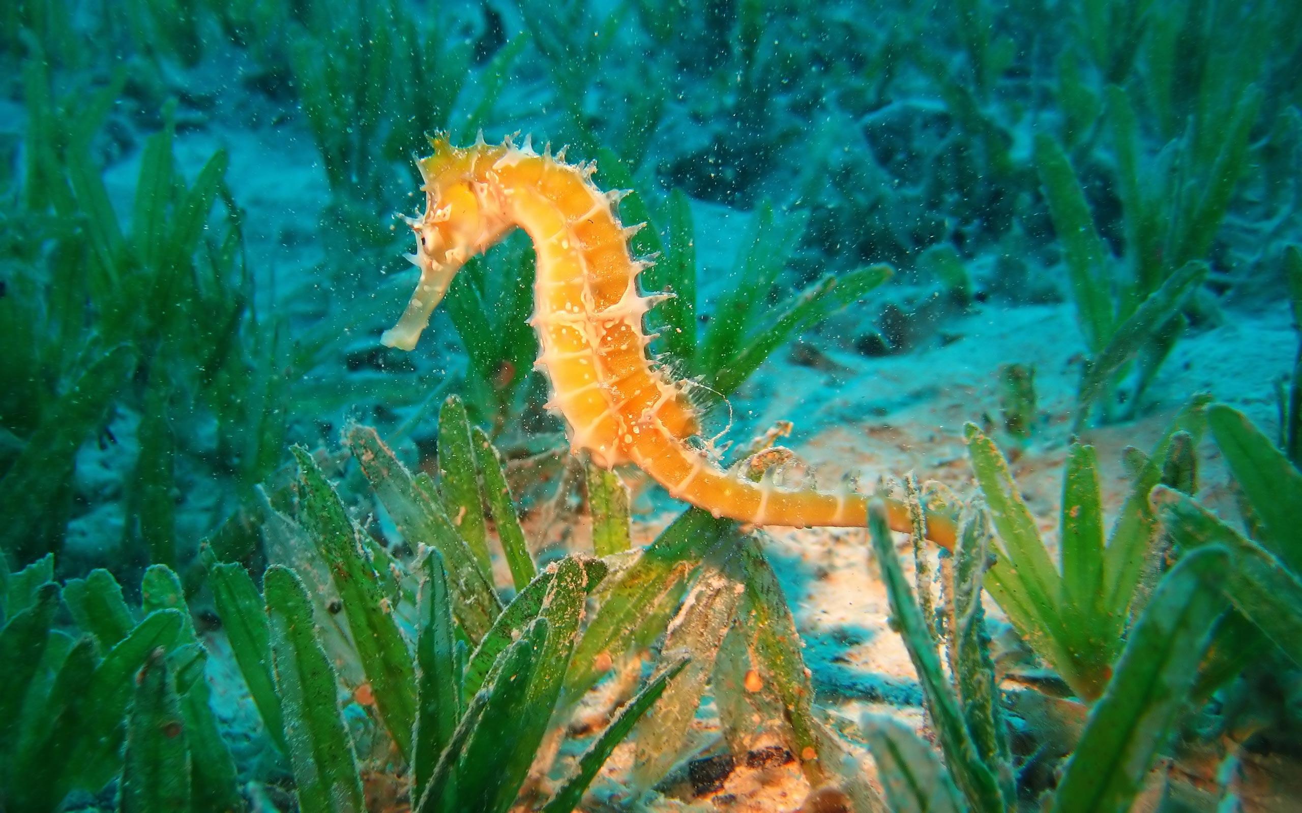 2560x1600 Free download Marine Life Wallpaper [2560x1600] for your Desktop