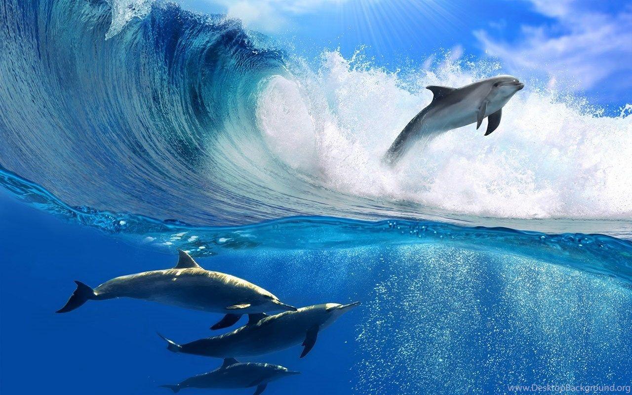 1280x800 Marine Wizard Dolphin HD Wallpaper 11 － Animal Wallpaper Free