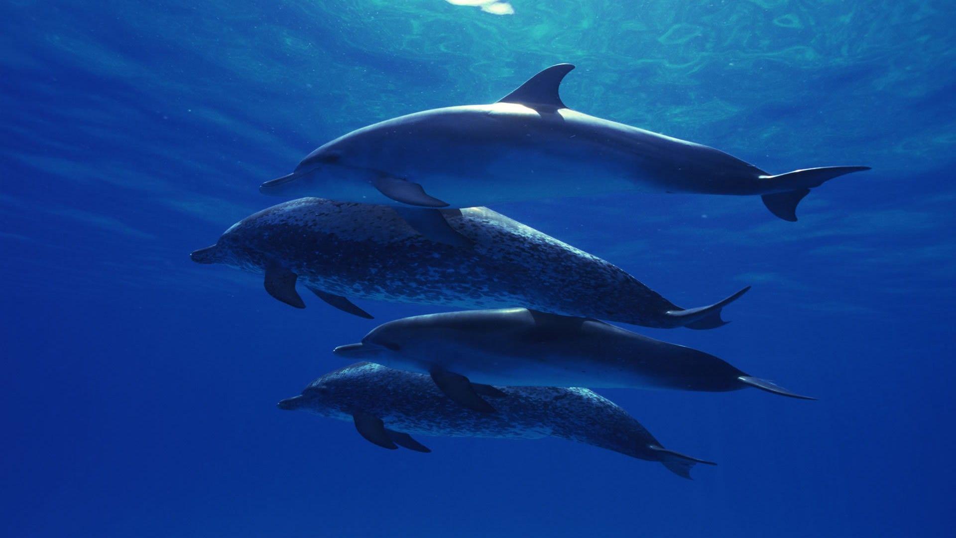 1920x1080 Marine Life Wallpaper (Mostly 1920x1080)