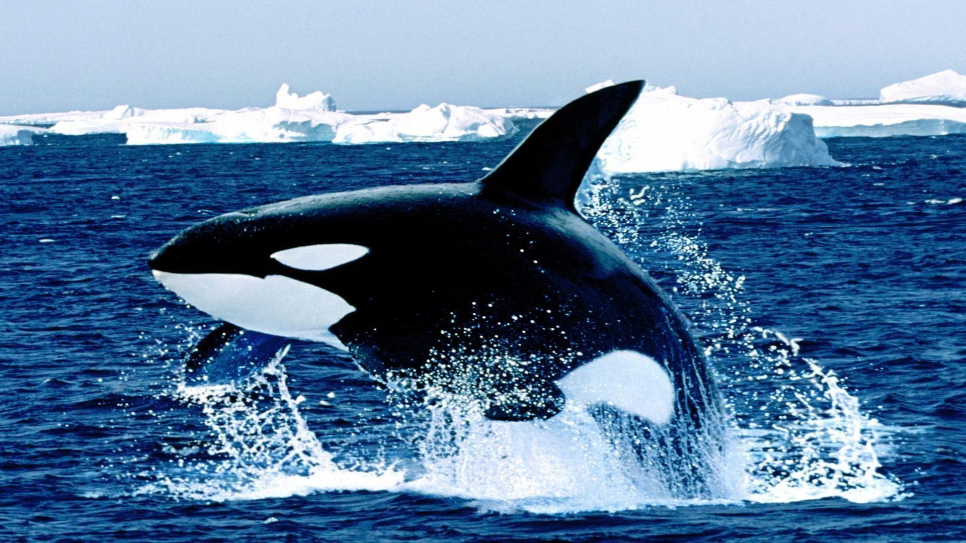 1920x1080 Whale. Animals Wallpaper for Android