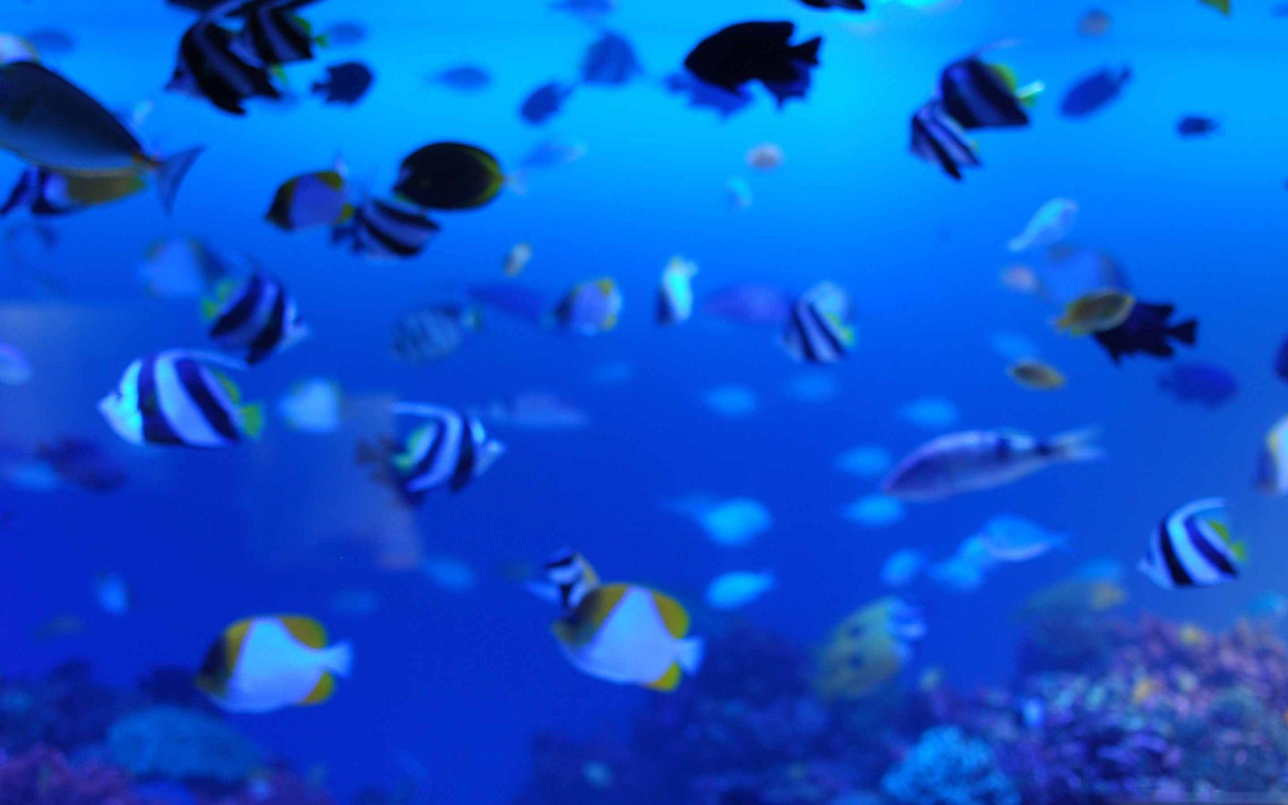 2560x1600 Marine Life Mac Wallpaper Download