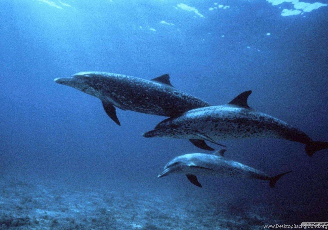 1280x900 Free Wallpaper Free Animal Wallpaper Marine Life 1 Wallpaper
