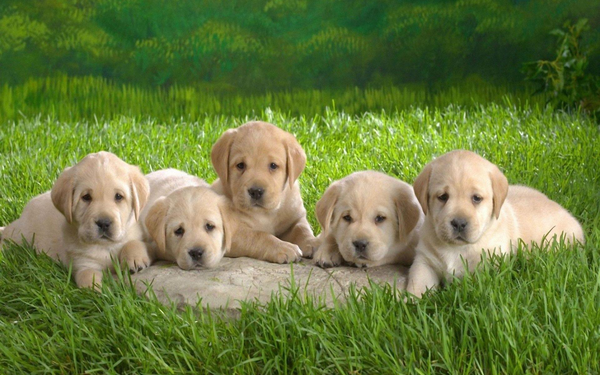 1920x1200 Cute Puppy Desktop Wallpaper