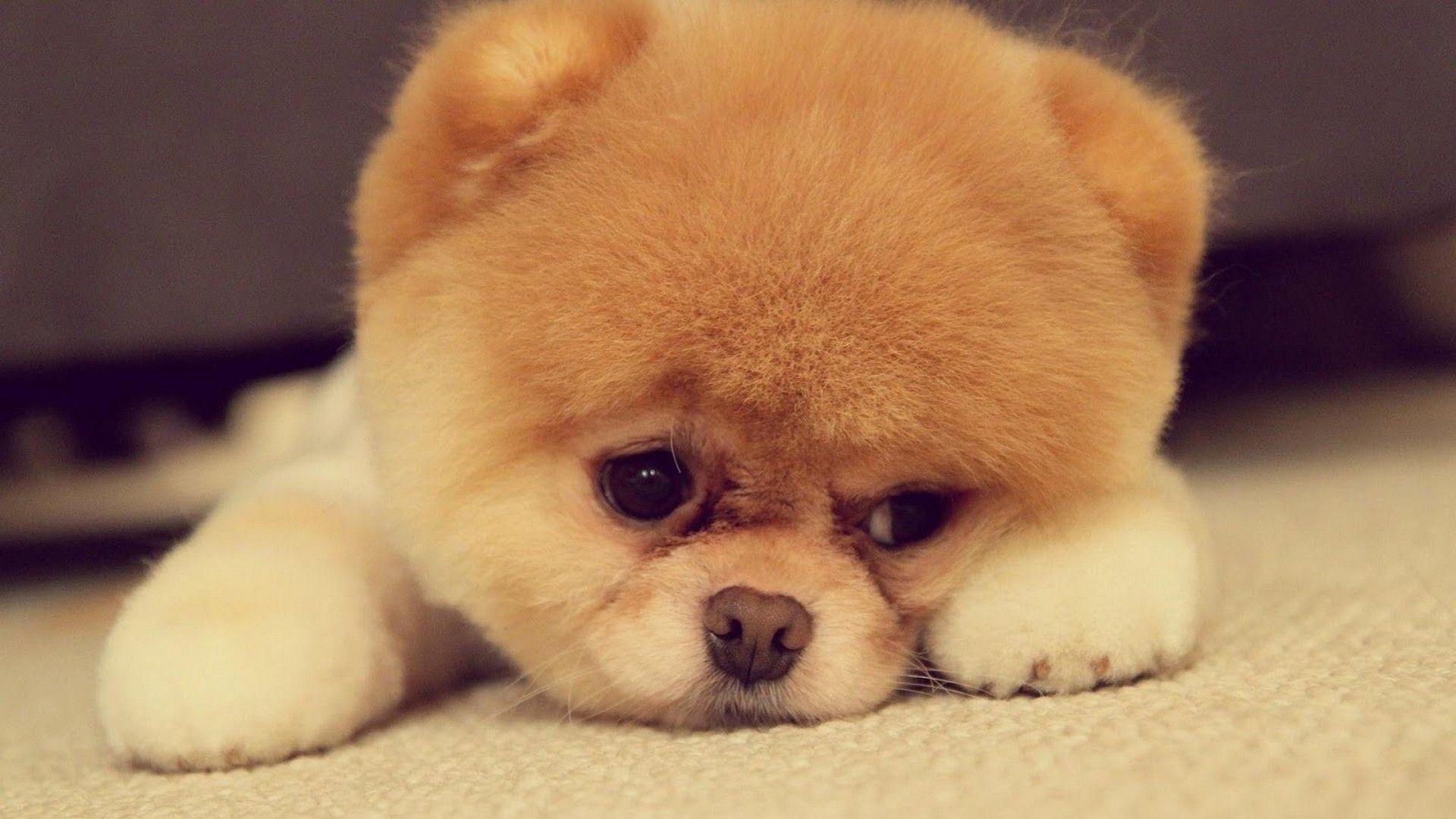 1920x1080 Desktop Wallpaper Cute Puppies Cute Wallpaper