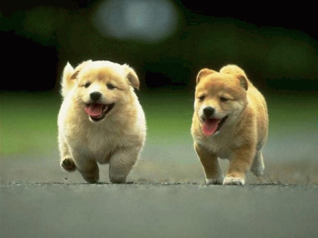 1024x768 PCwallpaperz.com: Puppy couple wallpaper