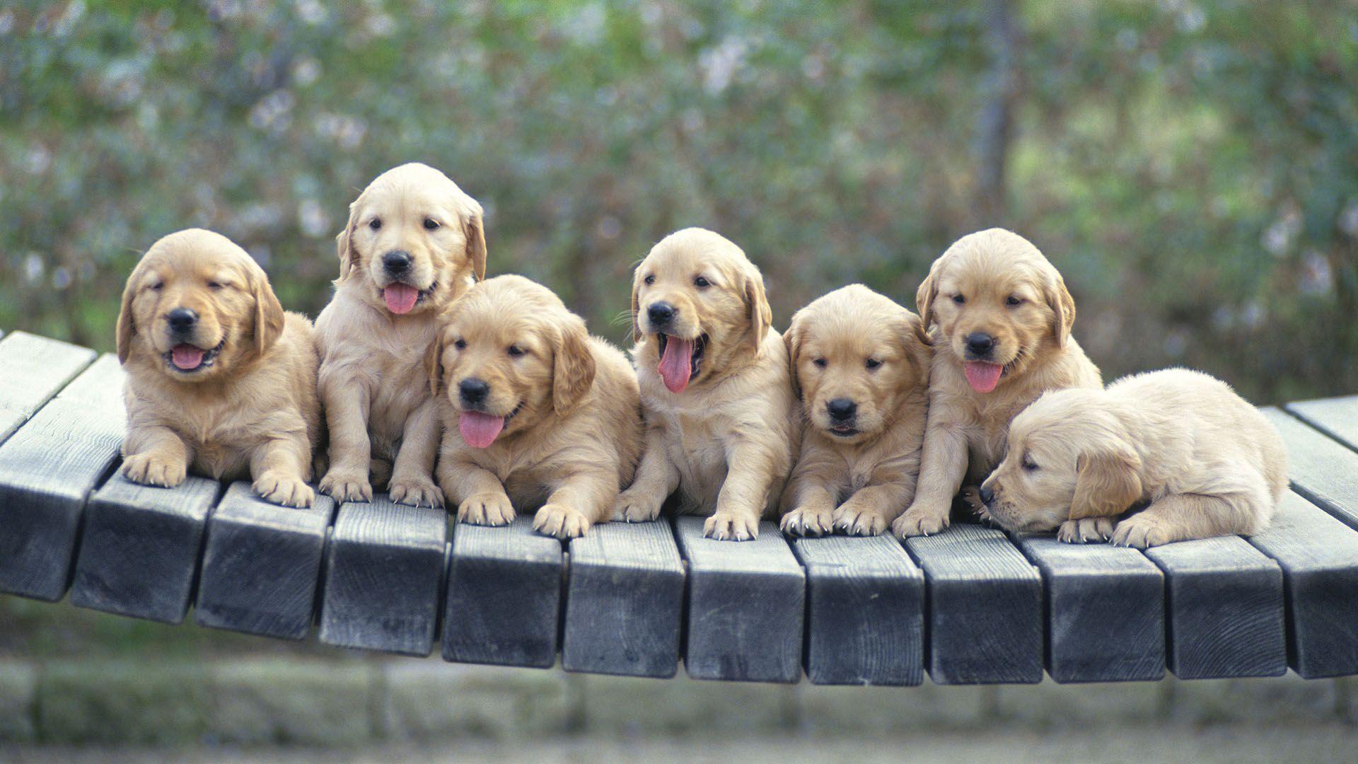 1920x1080 Cute dog desktop picture wallpaper