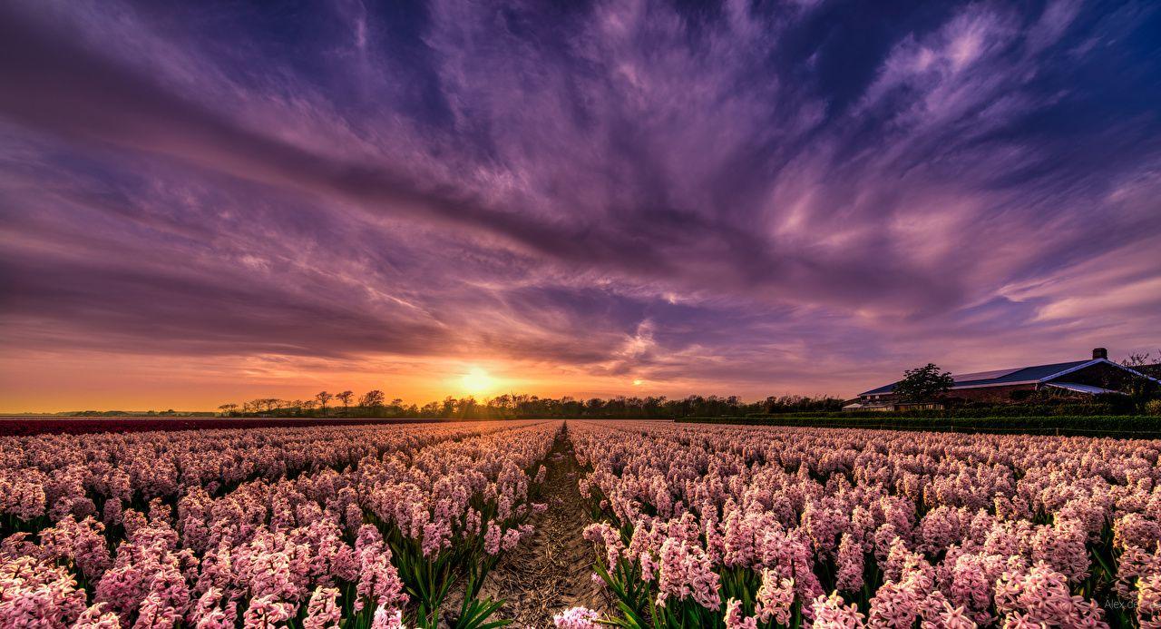 1280x693 Desktop Wallpaper Netherlands Nature Sky Fields sunrise and sunset